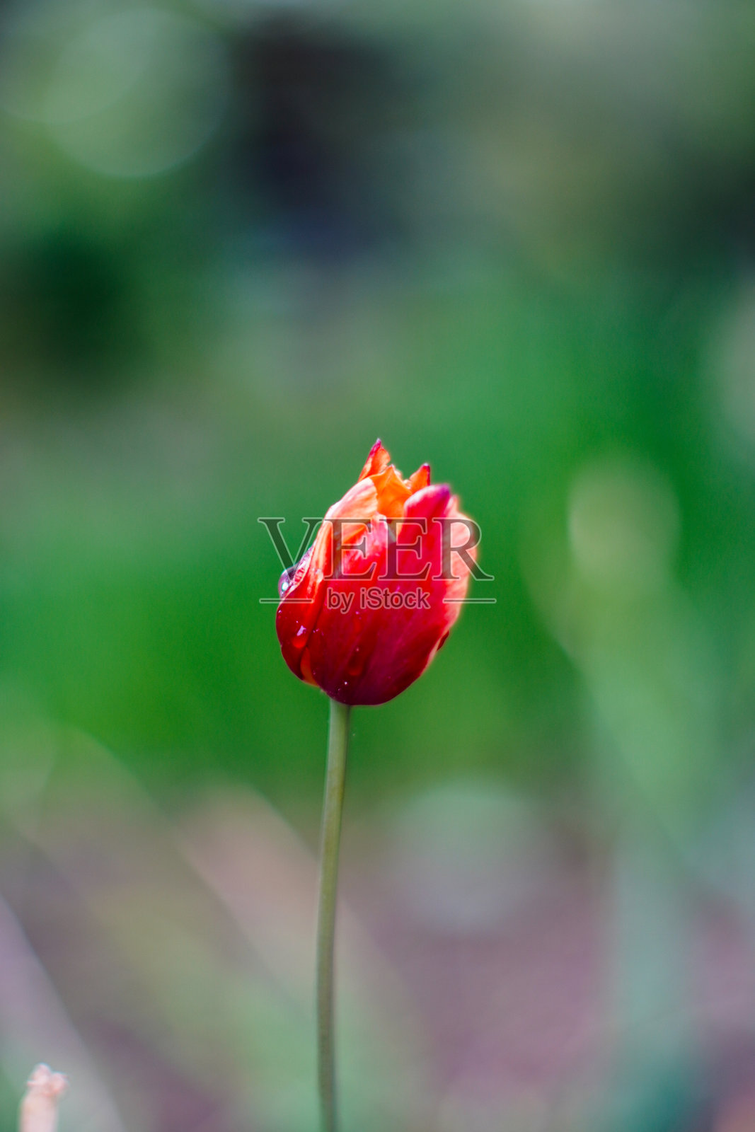 鲜艳的红色郁金香花蕾在模糊的绿色和紫色背景中柔和聚焦照片摄影图片