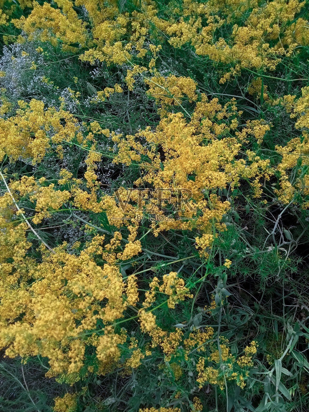自然草地上生长的黄色野花（女儿花）照片摄影图片