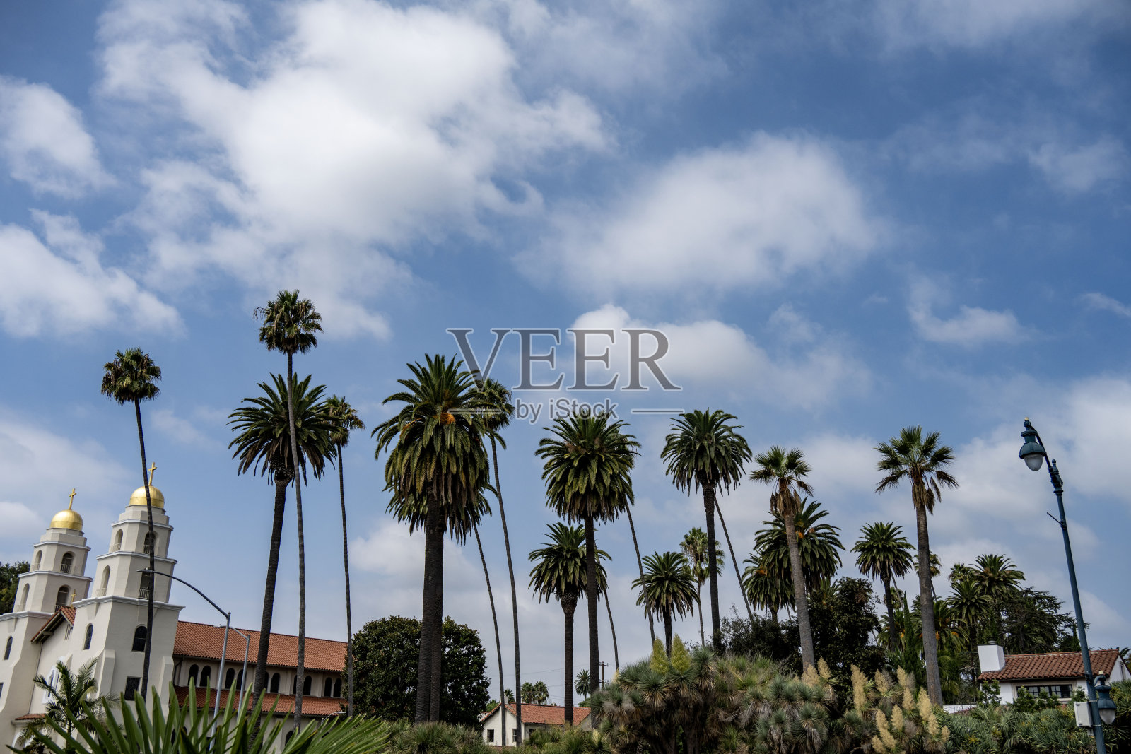 棕榈树照片摄影图片