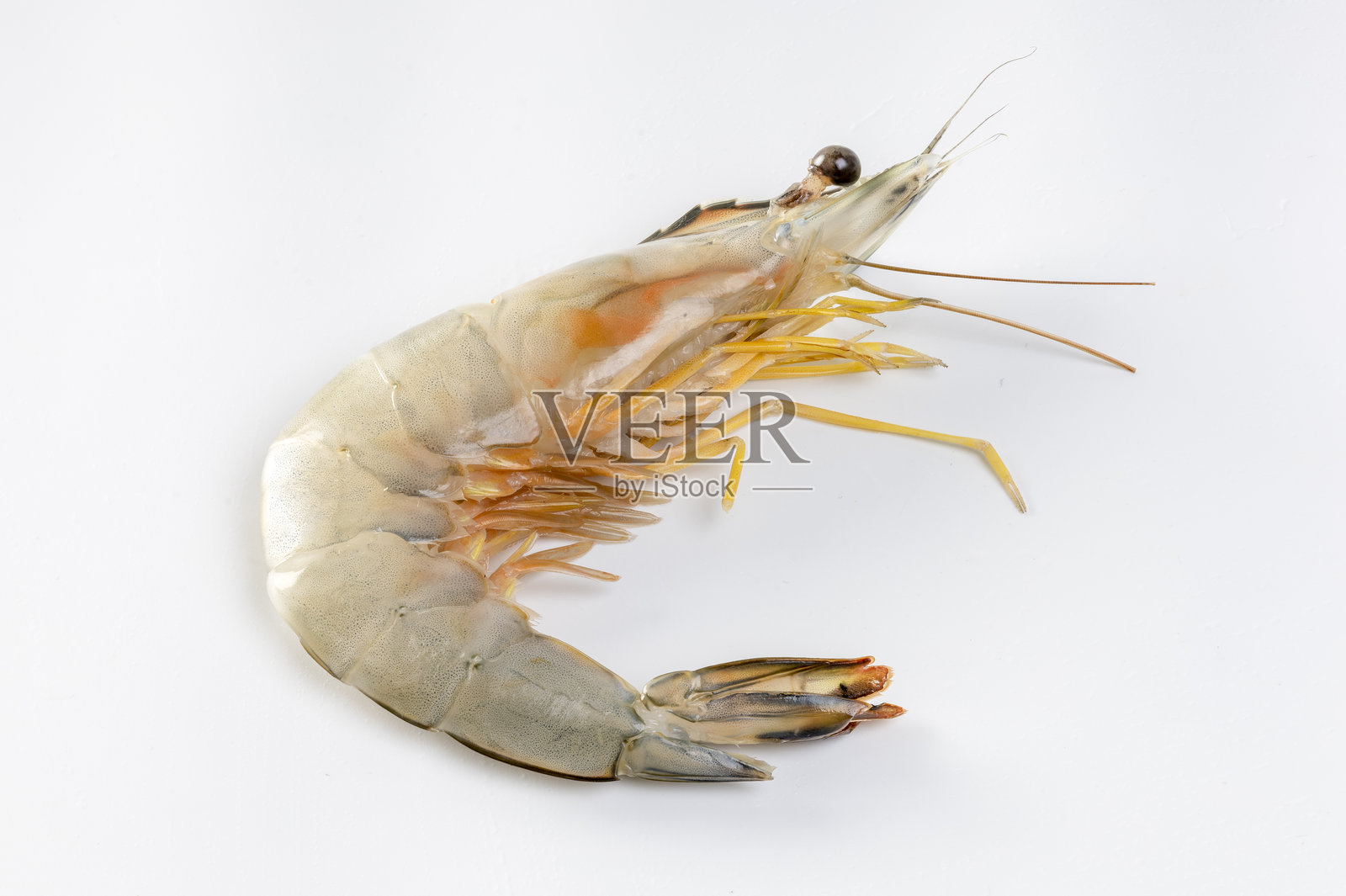 新鲜生虾在白色背景上照片摄影图片