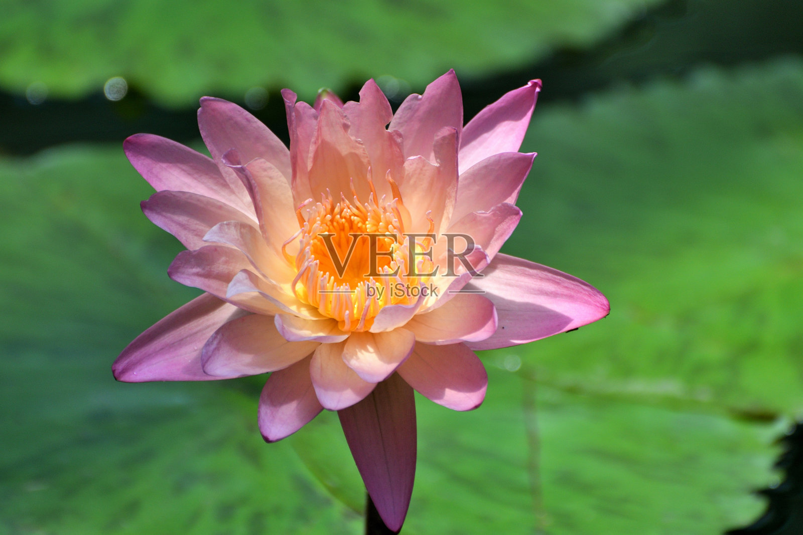 水莲：淡水开花植物照片摄影图片