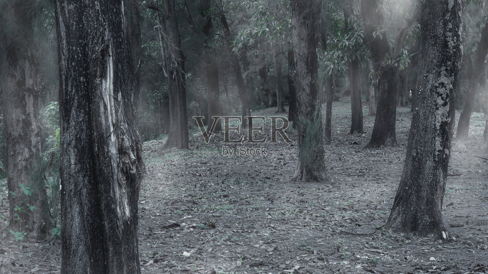 雾气弥漫的森林，树木和小径。场景显得恐怖而神秘。戏剧性的烟雾或雾气效果。样板。留白。壁纸或万圣节背景。照片摄影图片