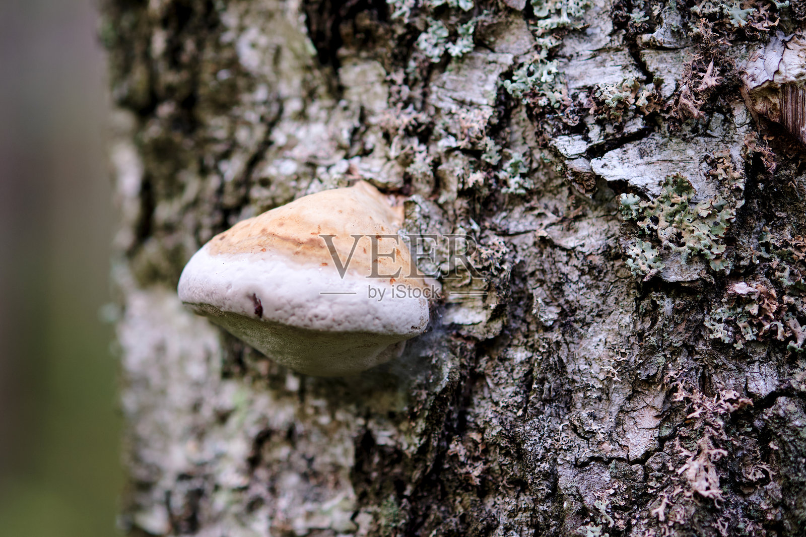 一朵独特的蘑菇依附在树木粗糙的树皮上，周围是宁静的森林氛围，突显了自然之美在安静时刻中的魅力。照片摄影图片