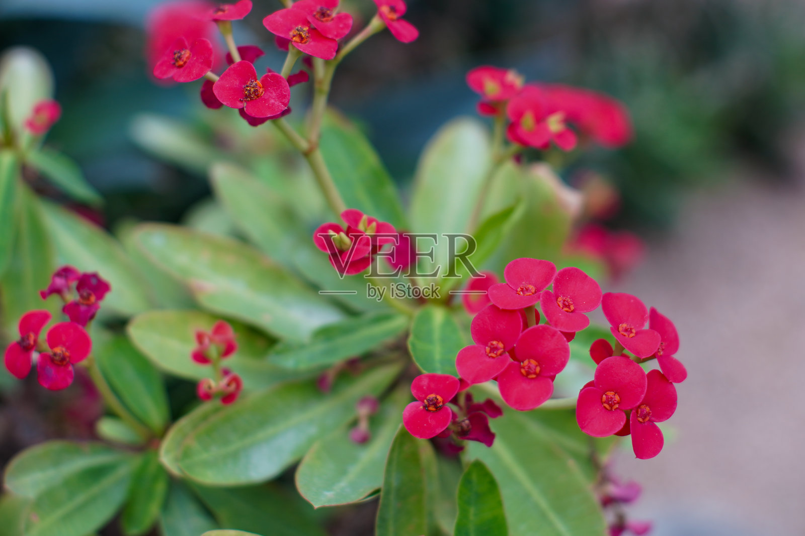 明亮的猩红色大戟花的细节特写，周围环绕着绿色叶子照片摄影图片