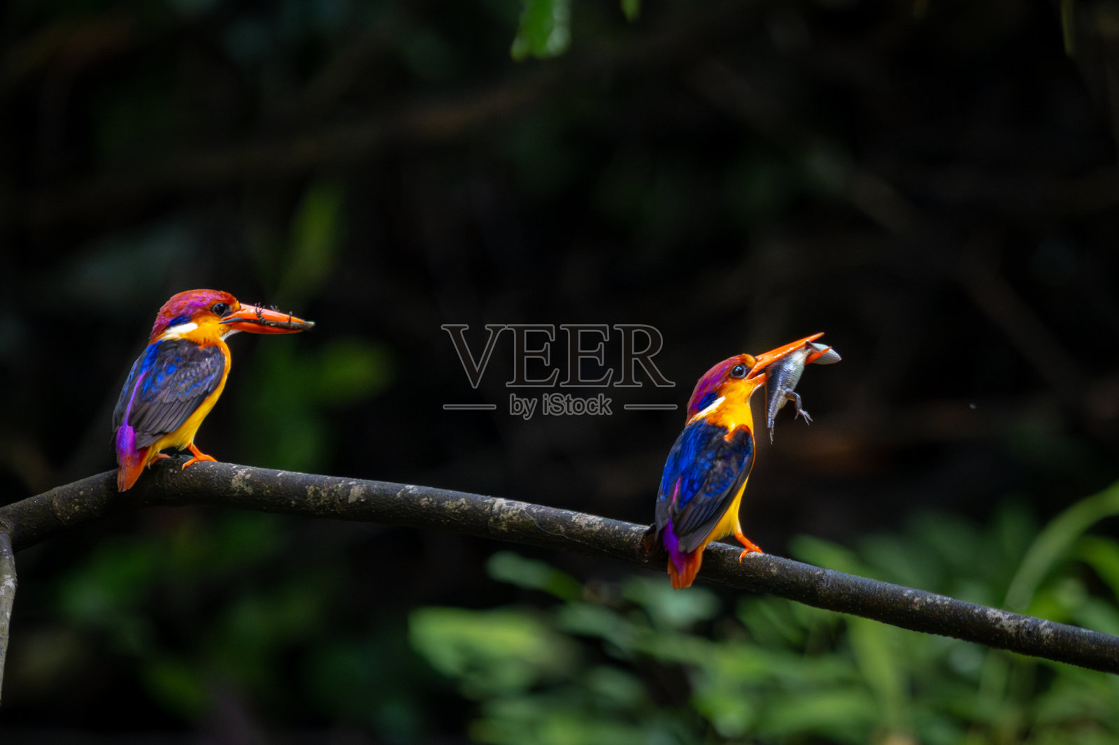 五彩斑斓的东方矮翠鸟（ODKF）栖息在热带潮湿的密林中。照片摄影图片