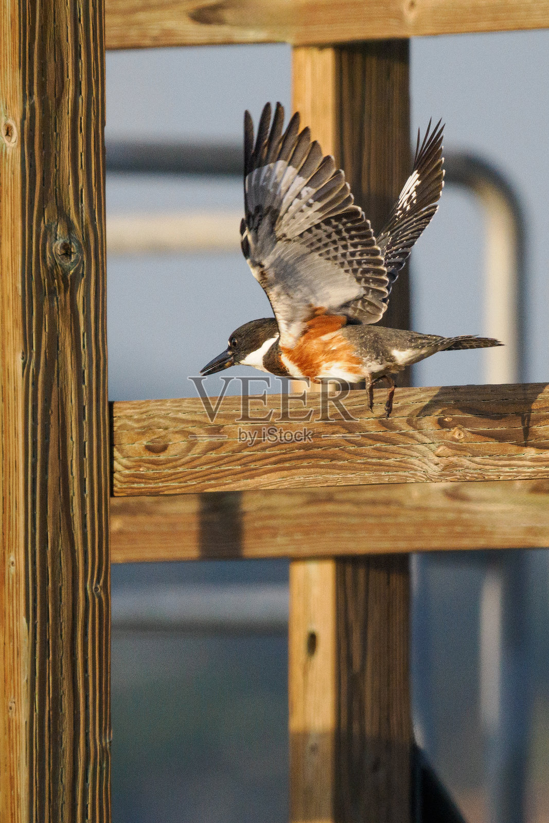 带腰带的翠鸟在华盛顿贝灵汉的水边飞翔照片摄影图片