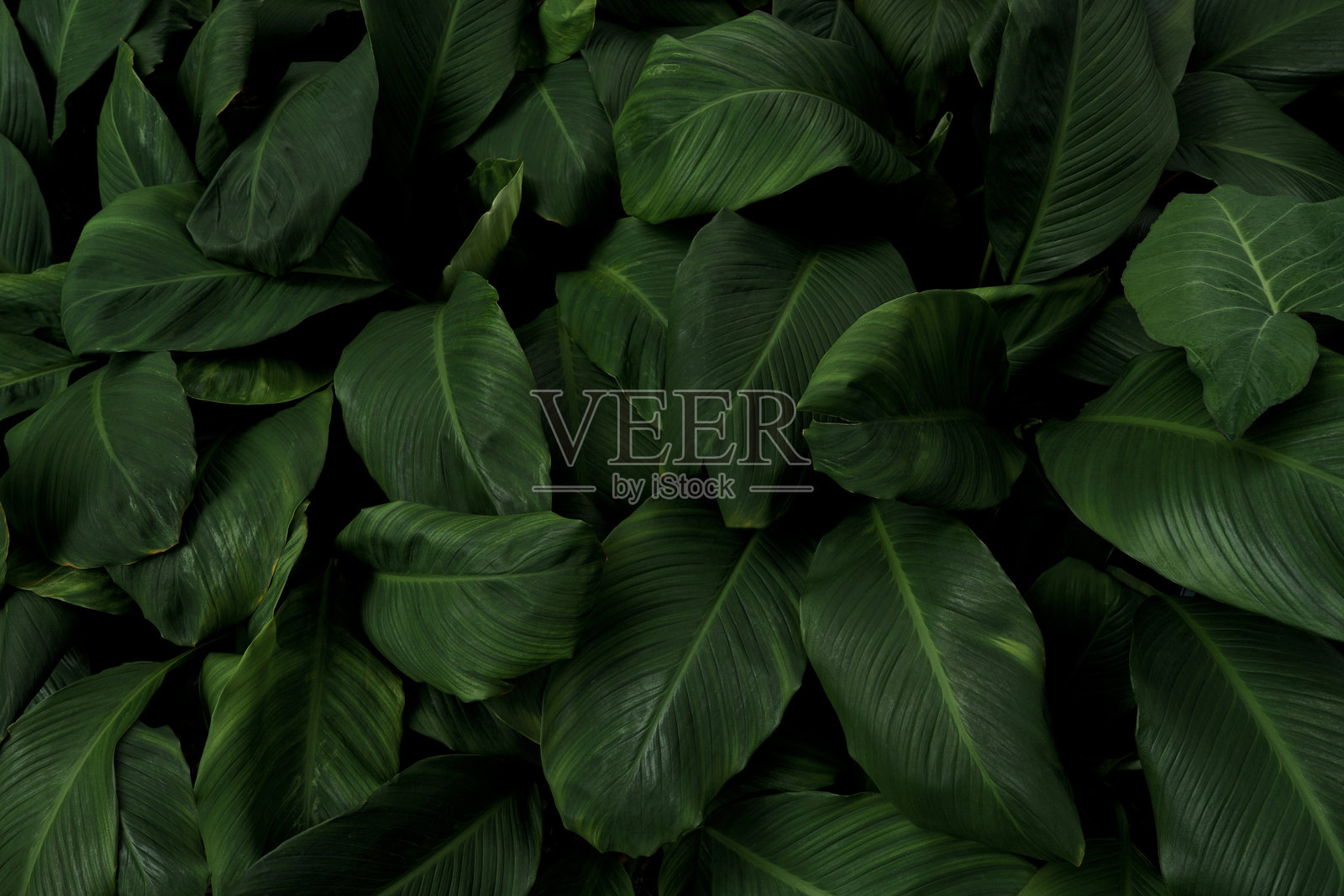 绿色热带自然叶子背景图像照片摄影图片