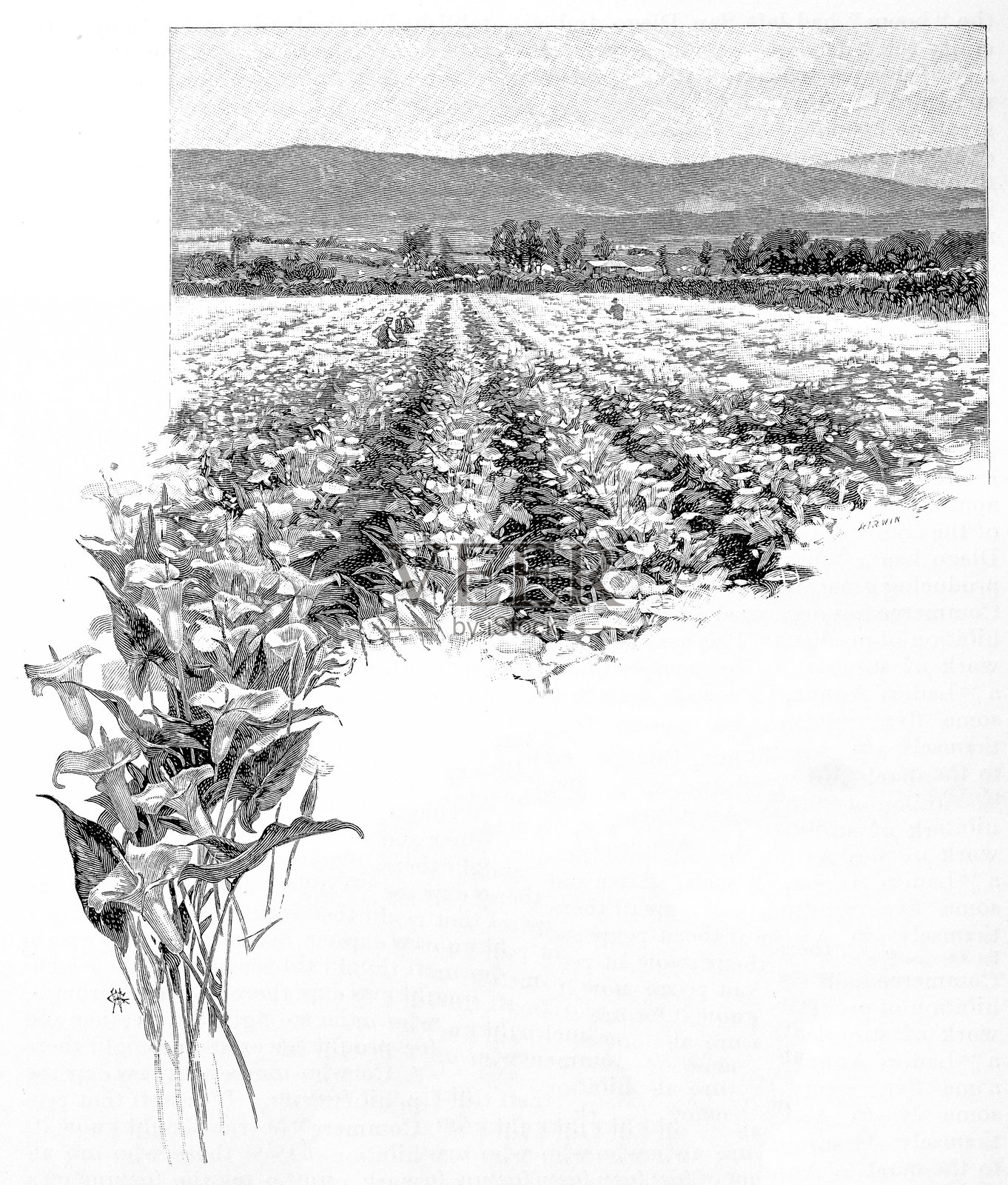 南加州，塞克斯顿苗圃，圣巴巴拉插画图片素材