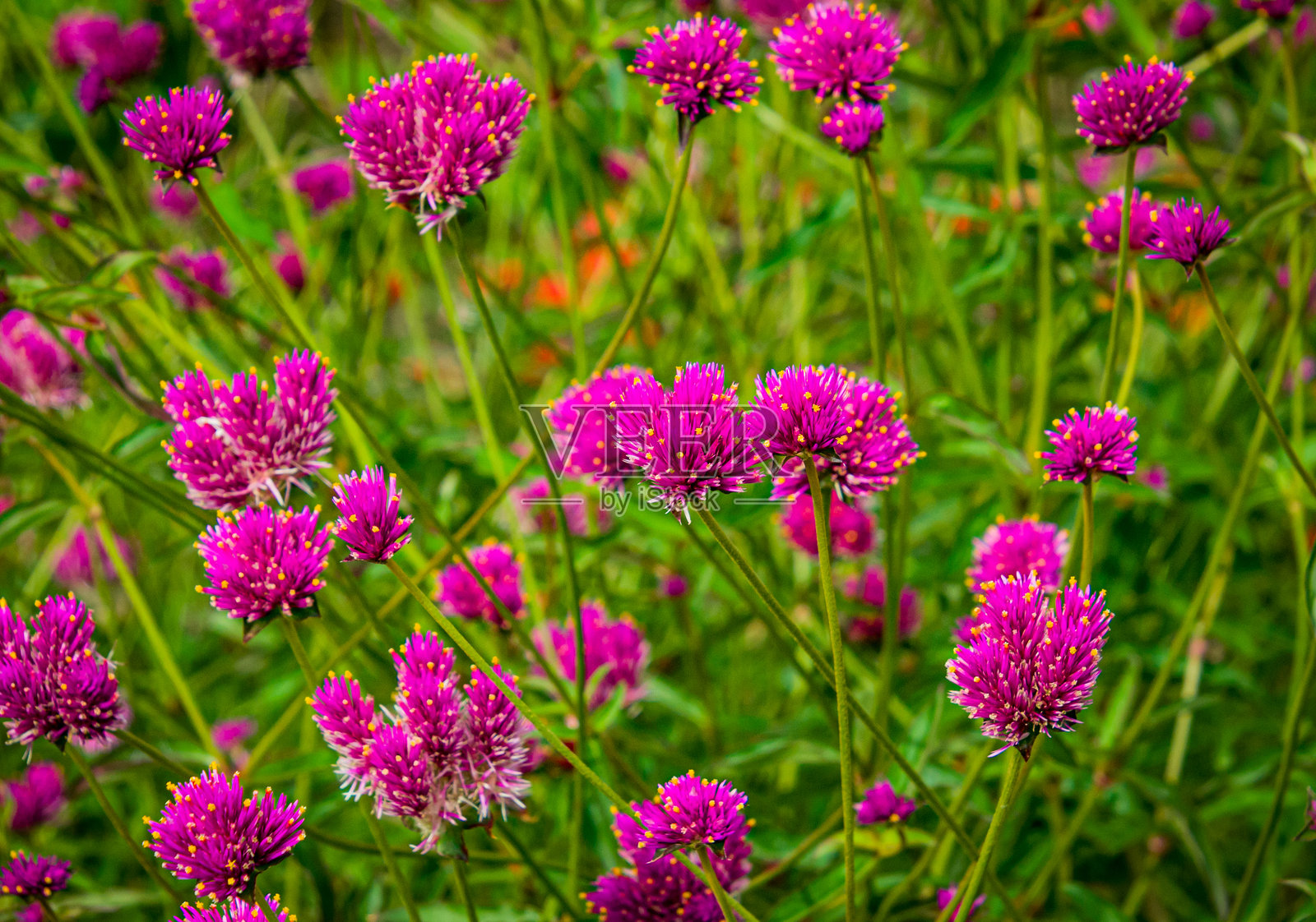 球菊花照片摄影图片