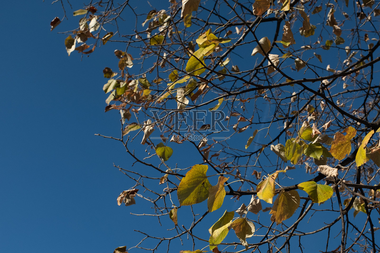 秋天的树枝上挂着秋叶，背景是晴朗的蓝天。这是一张展示黄色和棕色叶子的季节性秋季照片，适用于自然、天气和季节变化的概念。照片摄影图片