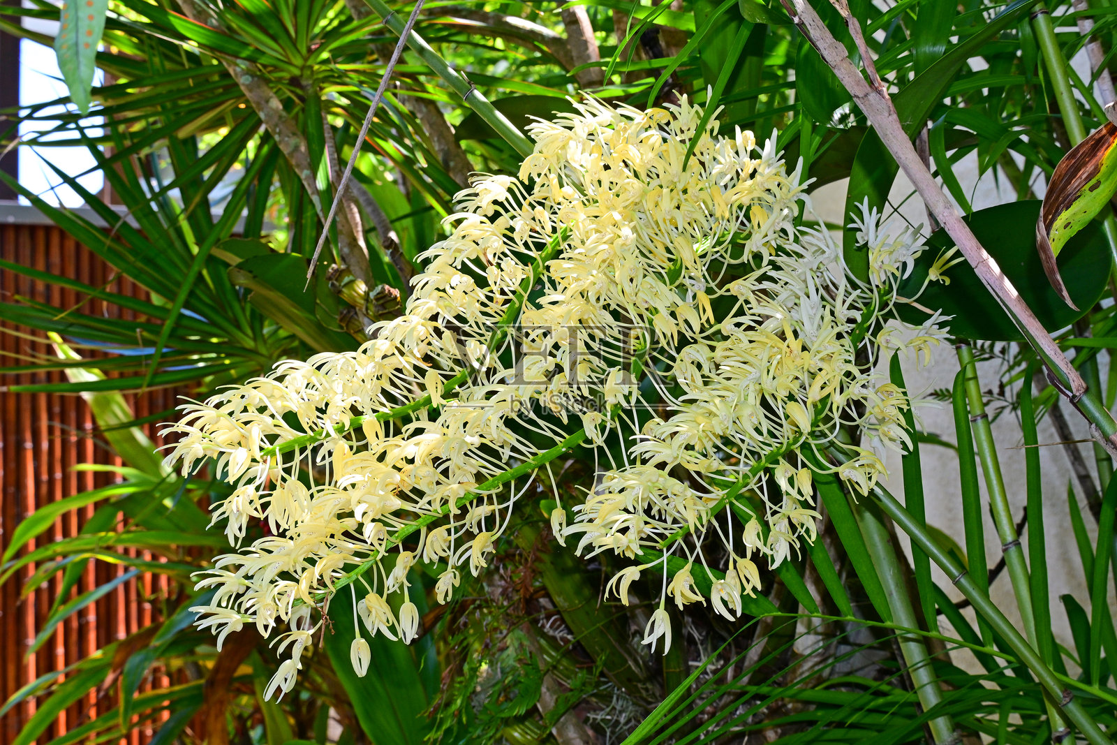 澳大利亚本土兰花照片摄影图片
