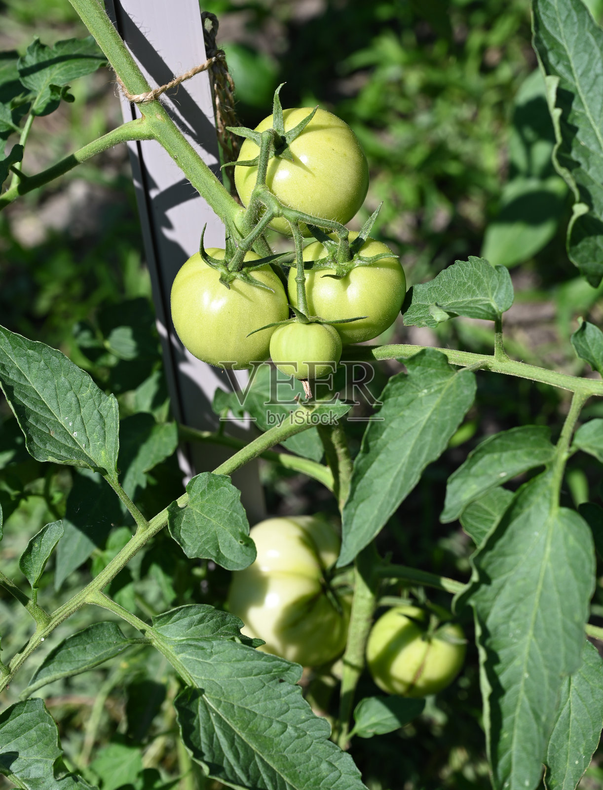 夏季阳光下，花园中藤上生长的绿色番茄照片摄影图片