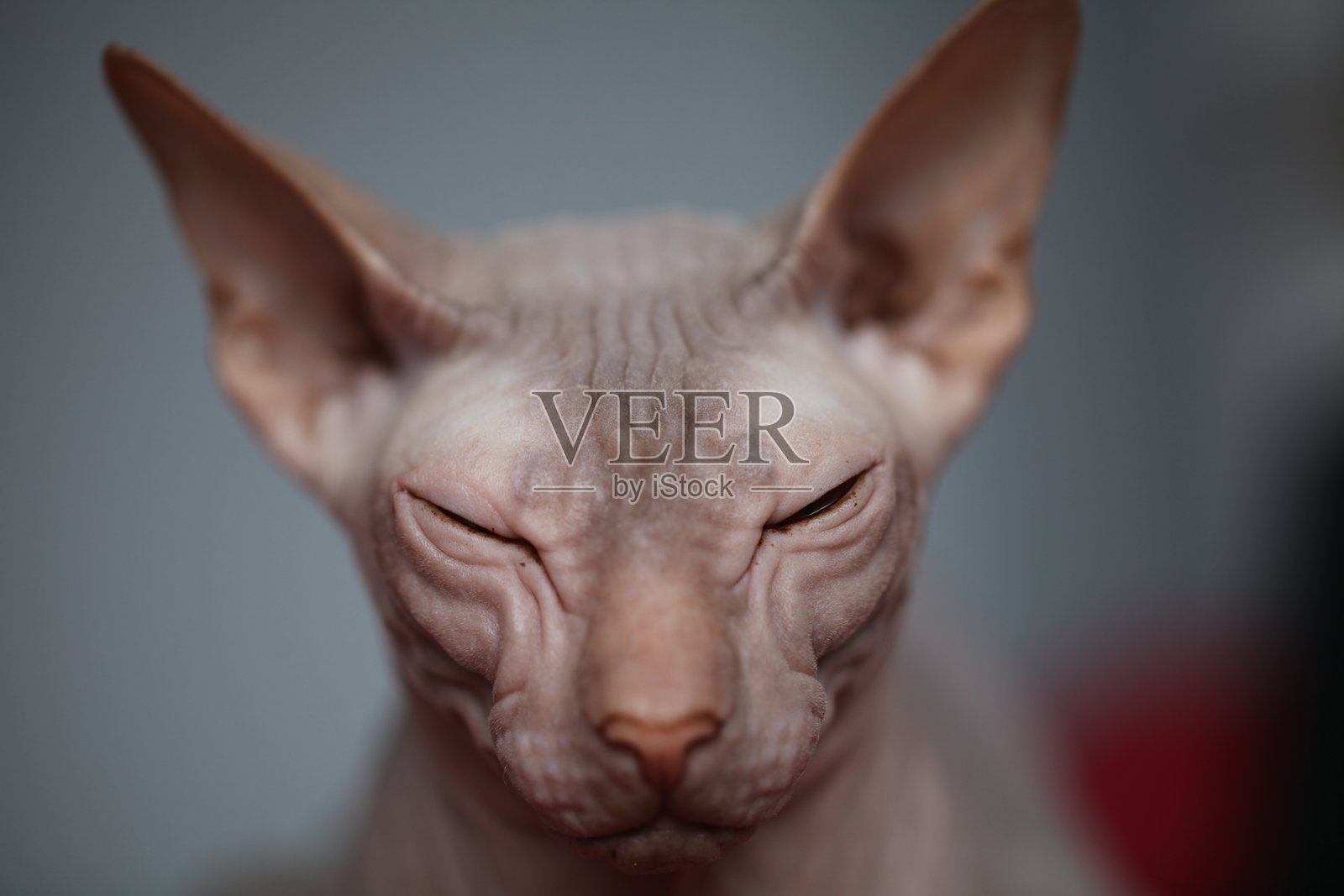 年轻无毛猫斯芬克斯肖像照片摄影图片