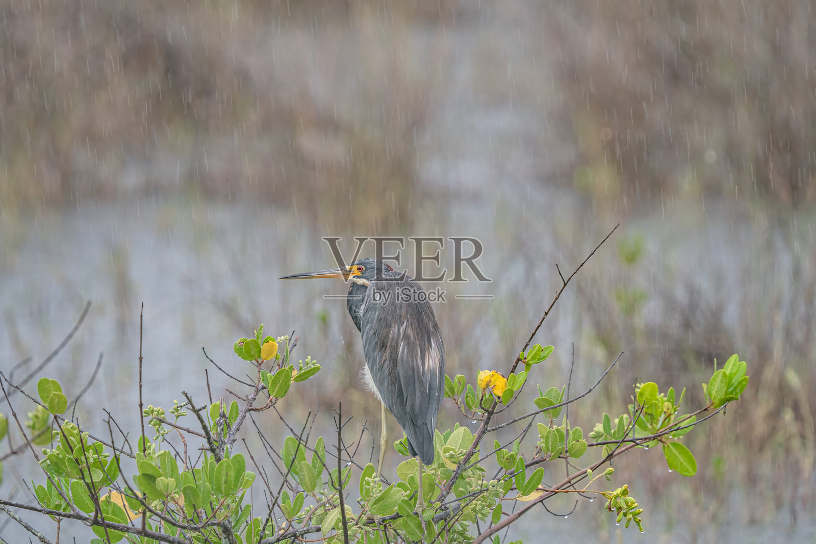 三色鹭（Egretta tricolor）美国佛罗里达州照片摄影图片