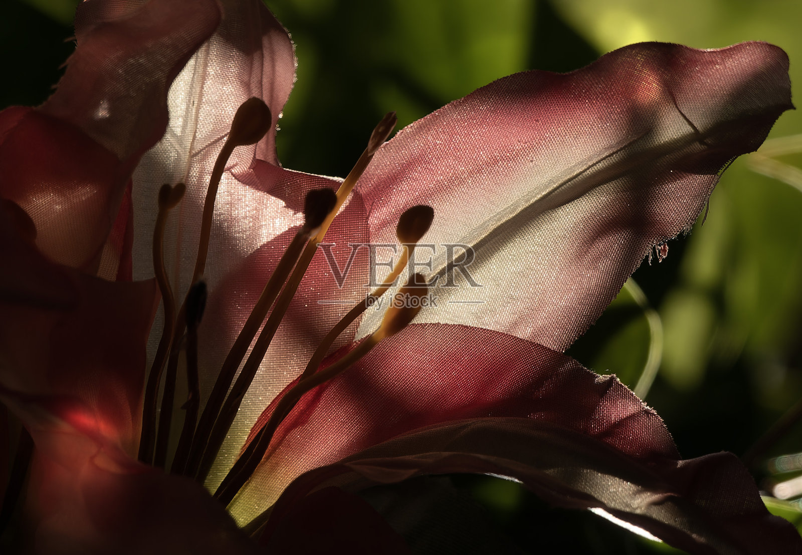 清晨阳光下的室内植物。照片摄影图片