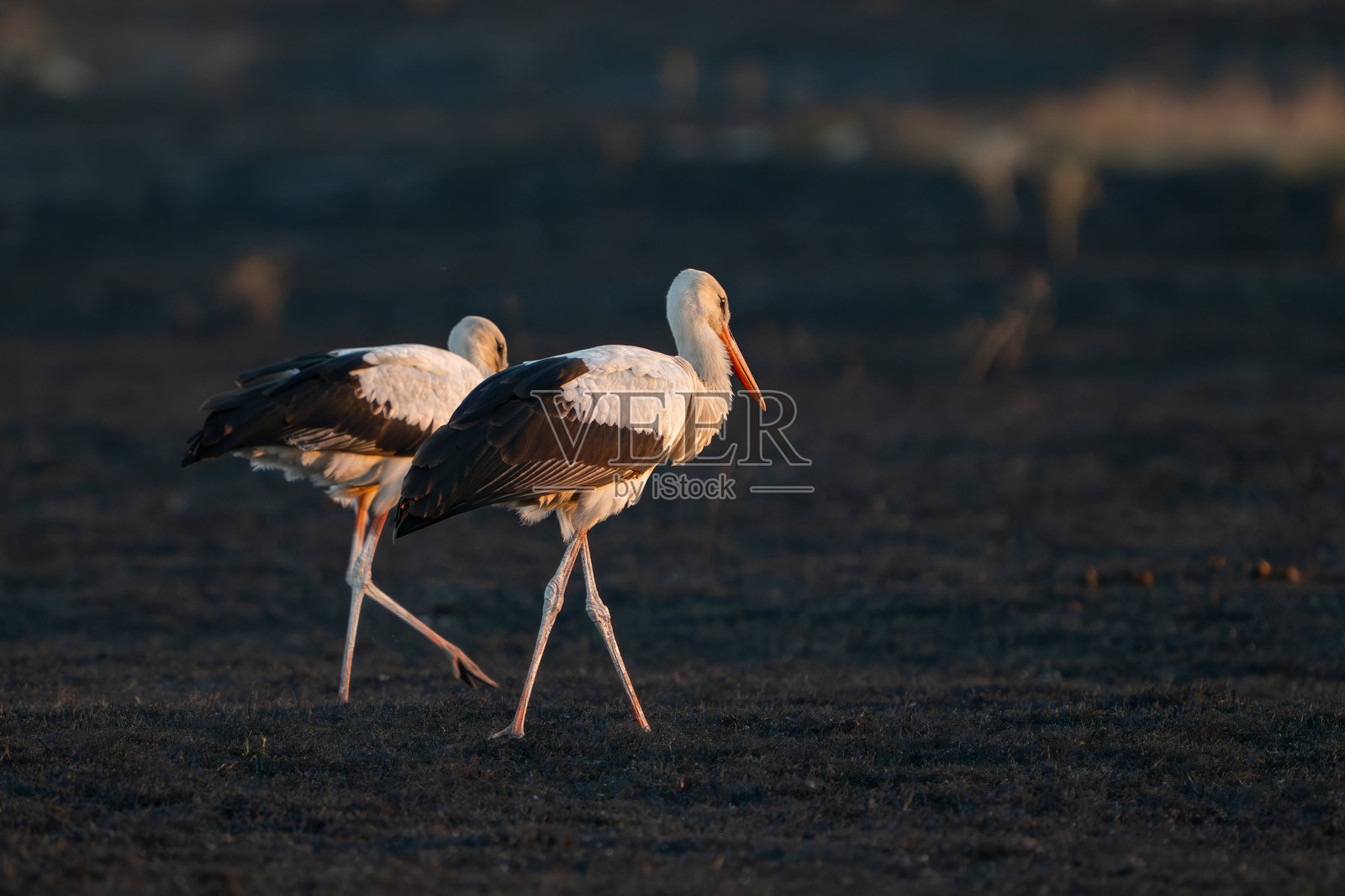 白鹳（Ciconia ciconia）在烧焦的田野上行走寻找食物照片摄影图片