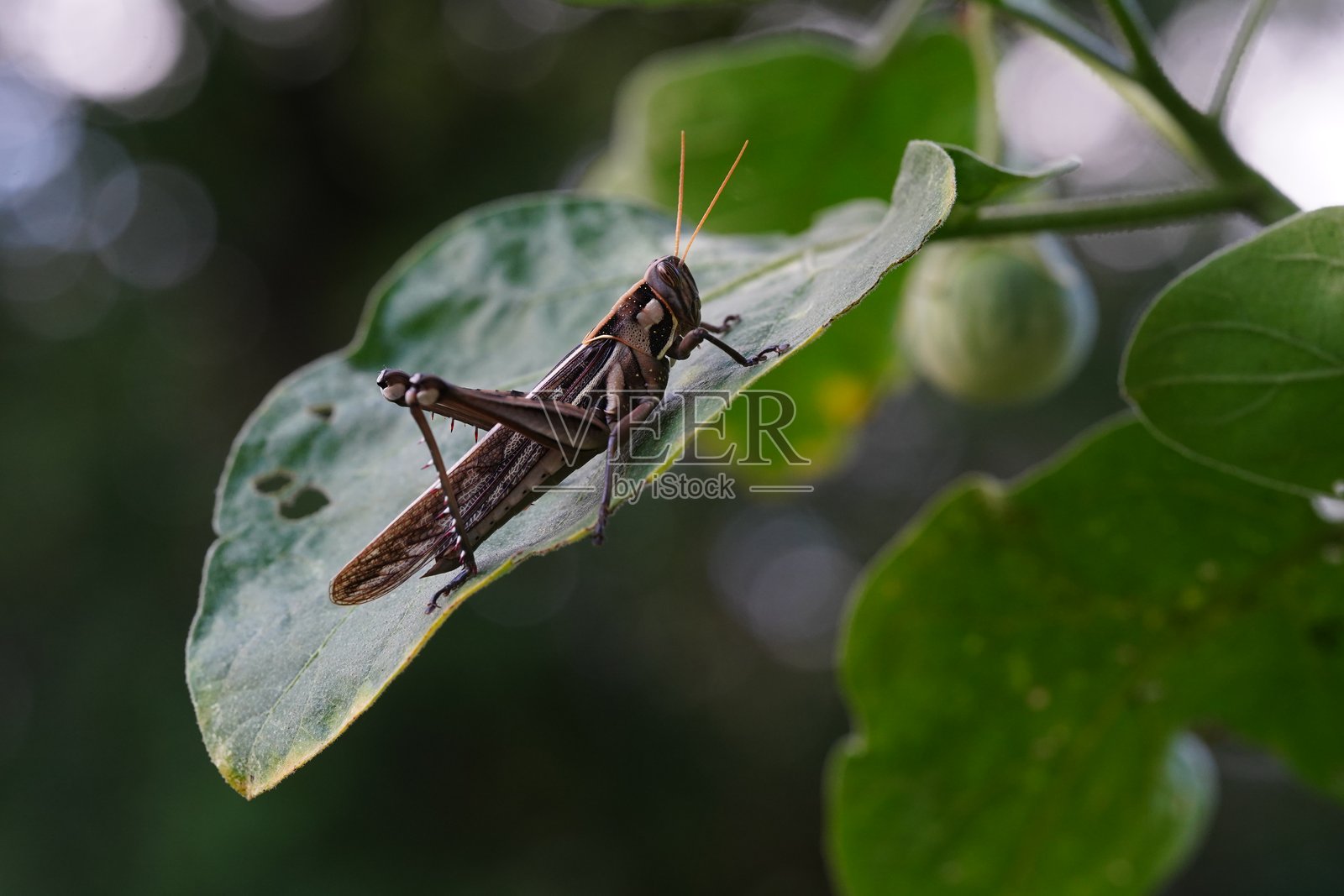 蚂蚱出现在菜地里。照片摄影图片
