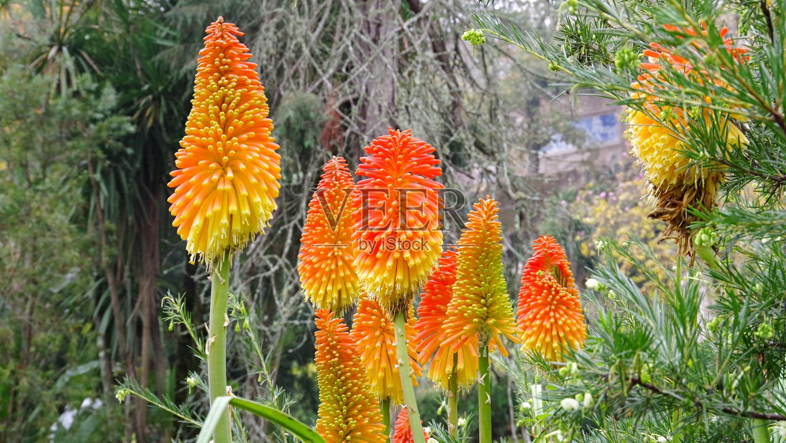 红热火箭花 (Kniphofia uvaria)照片摄影图片