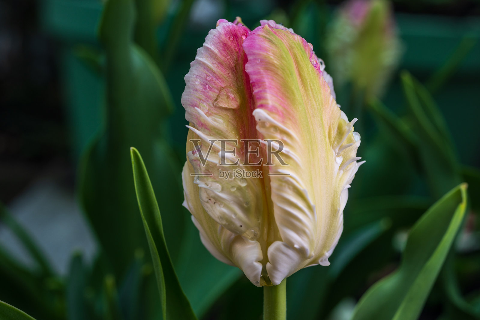 精致的郁金香花蕾，带有粉色奶油色花瓣。照片摄影图片