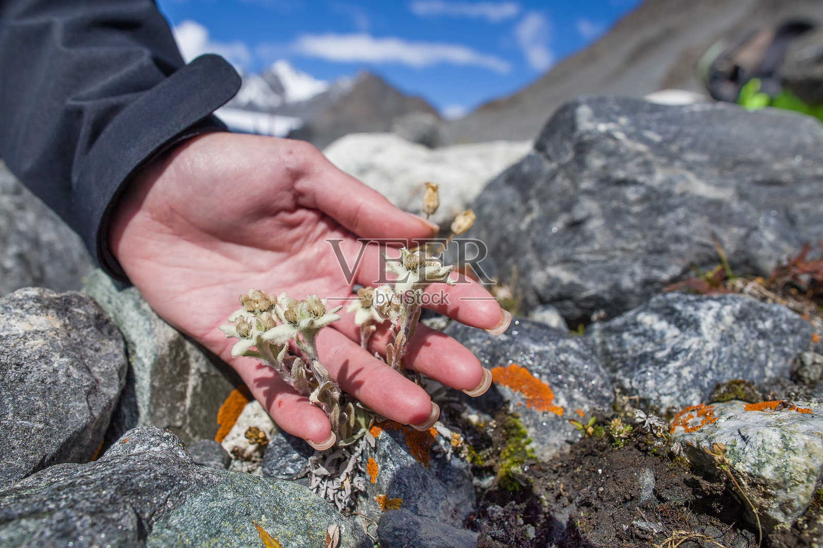 雪绒花照片摄影图片