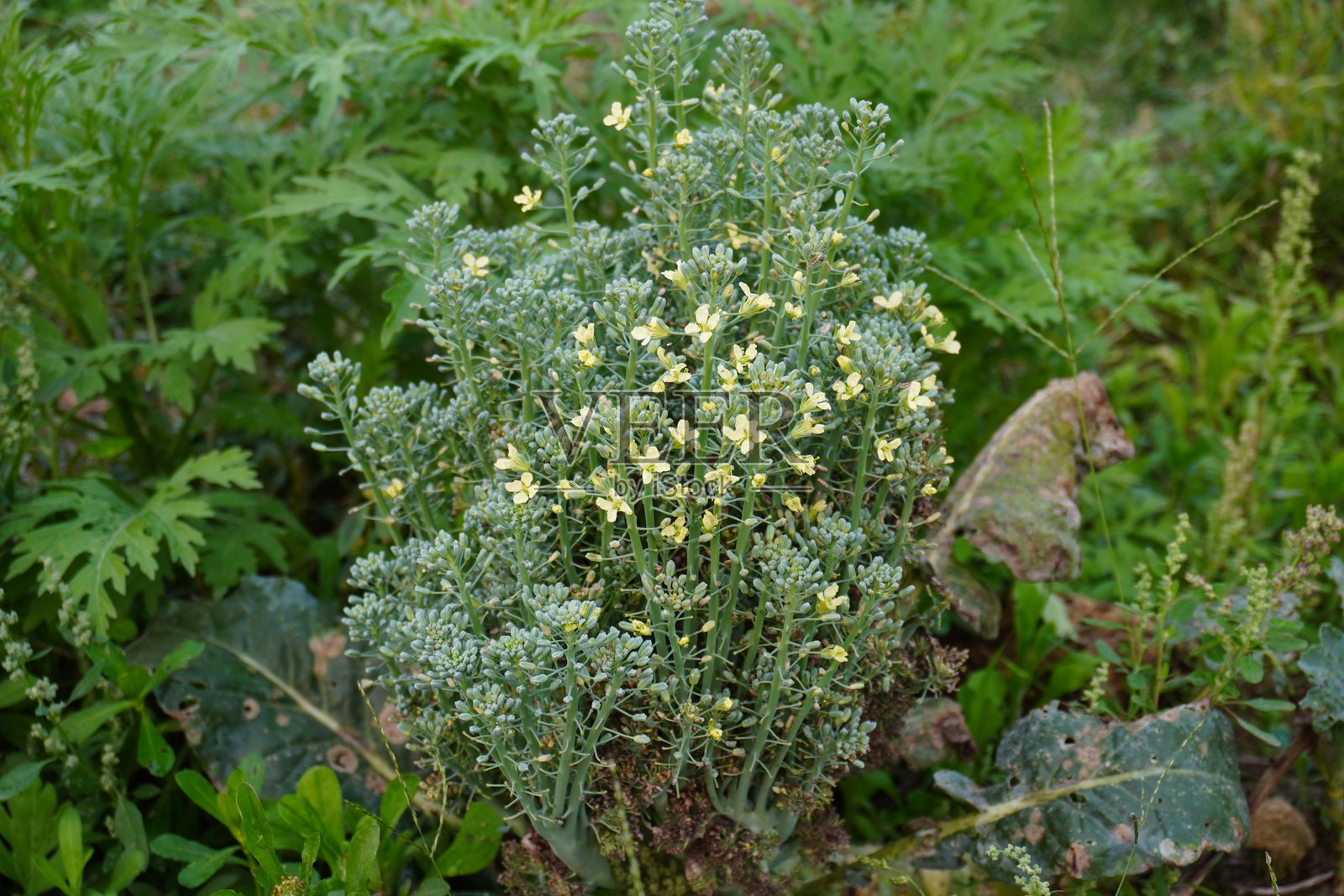 艾蒿，也称为苦艾植物，正在农田中生长。照片摄影图片