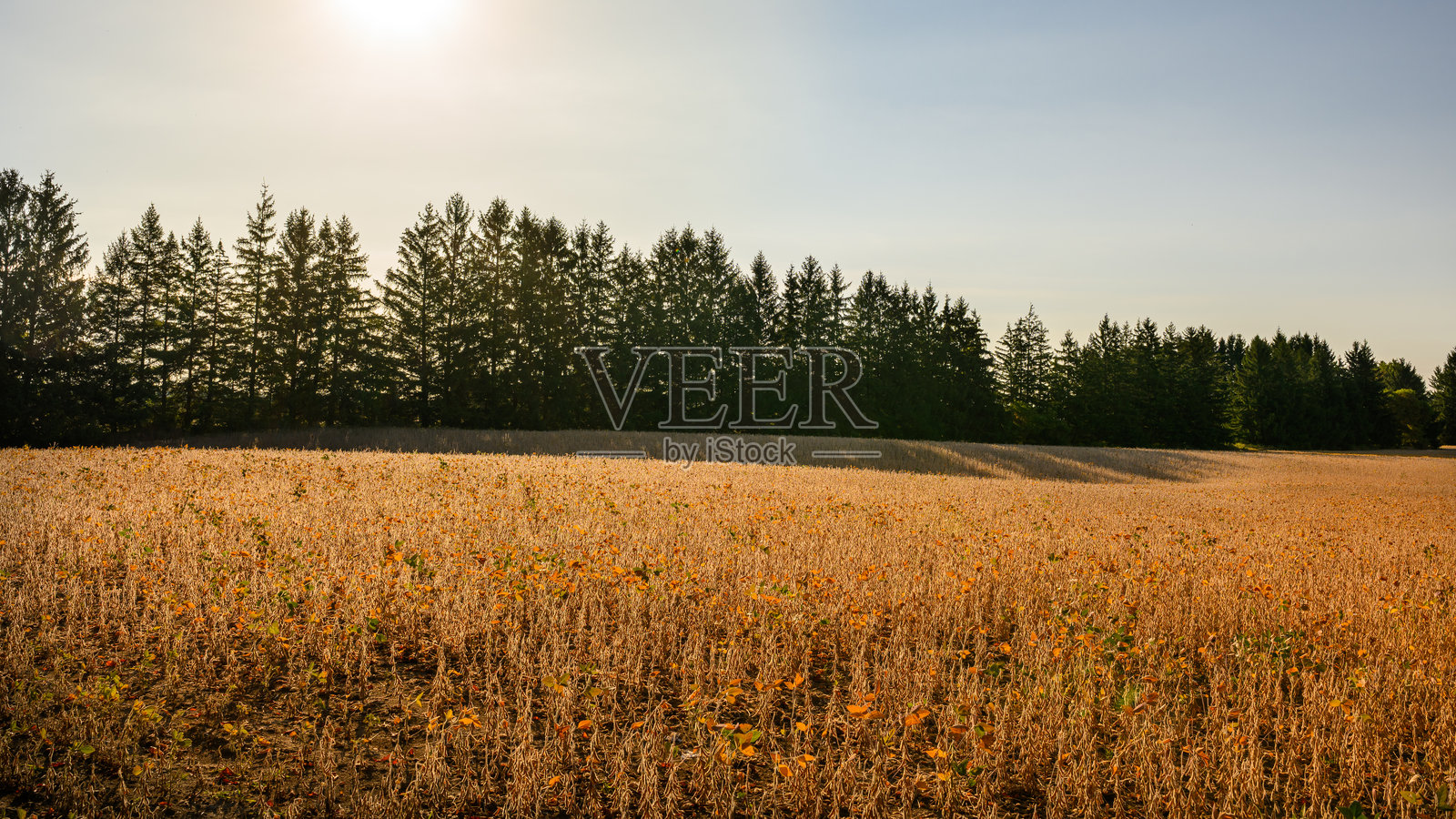 加拿大的农田：清晨的阳光照耀着成熟的大豆田照片摄影图片