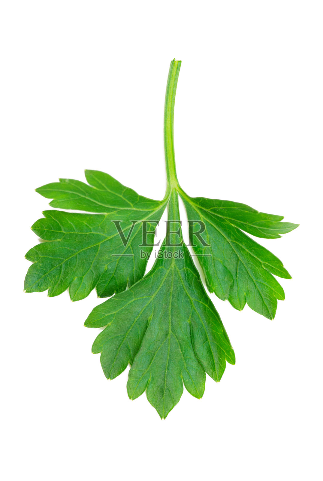 香菜照片摄影图片