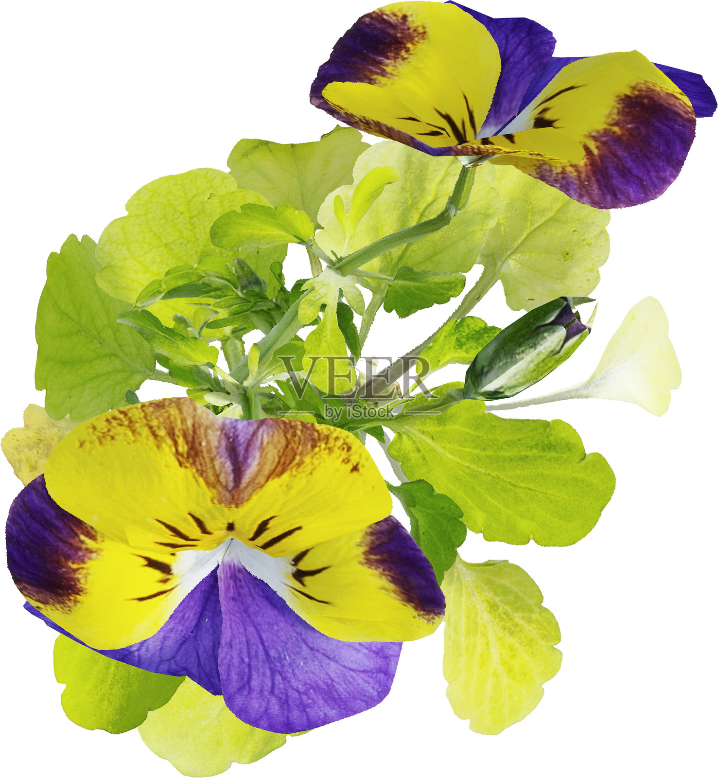 野花的俯视图 - 紫罗兰照片摄影图片