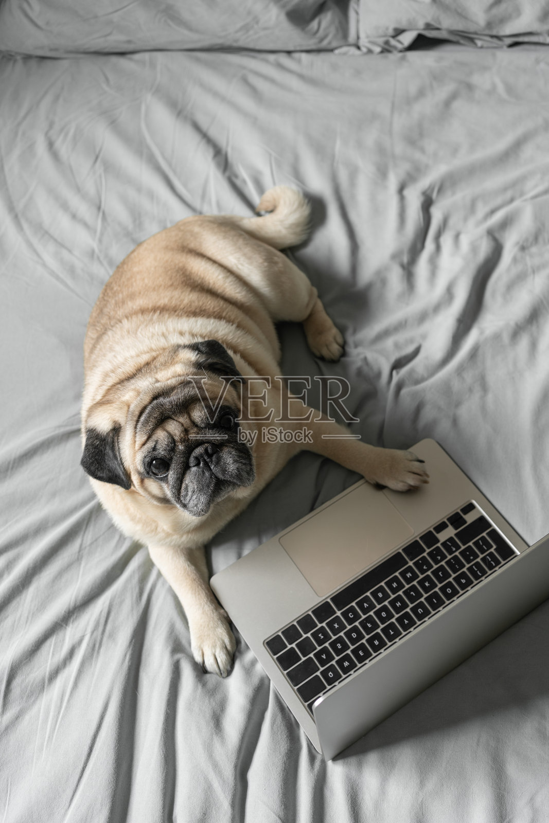 可爱的米色巴哥犬躺在床上，旁边有一台笔记本电脑。在线工作、学习或购物的概念。竖版照片照片摄影图片