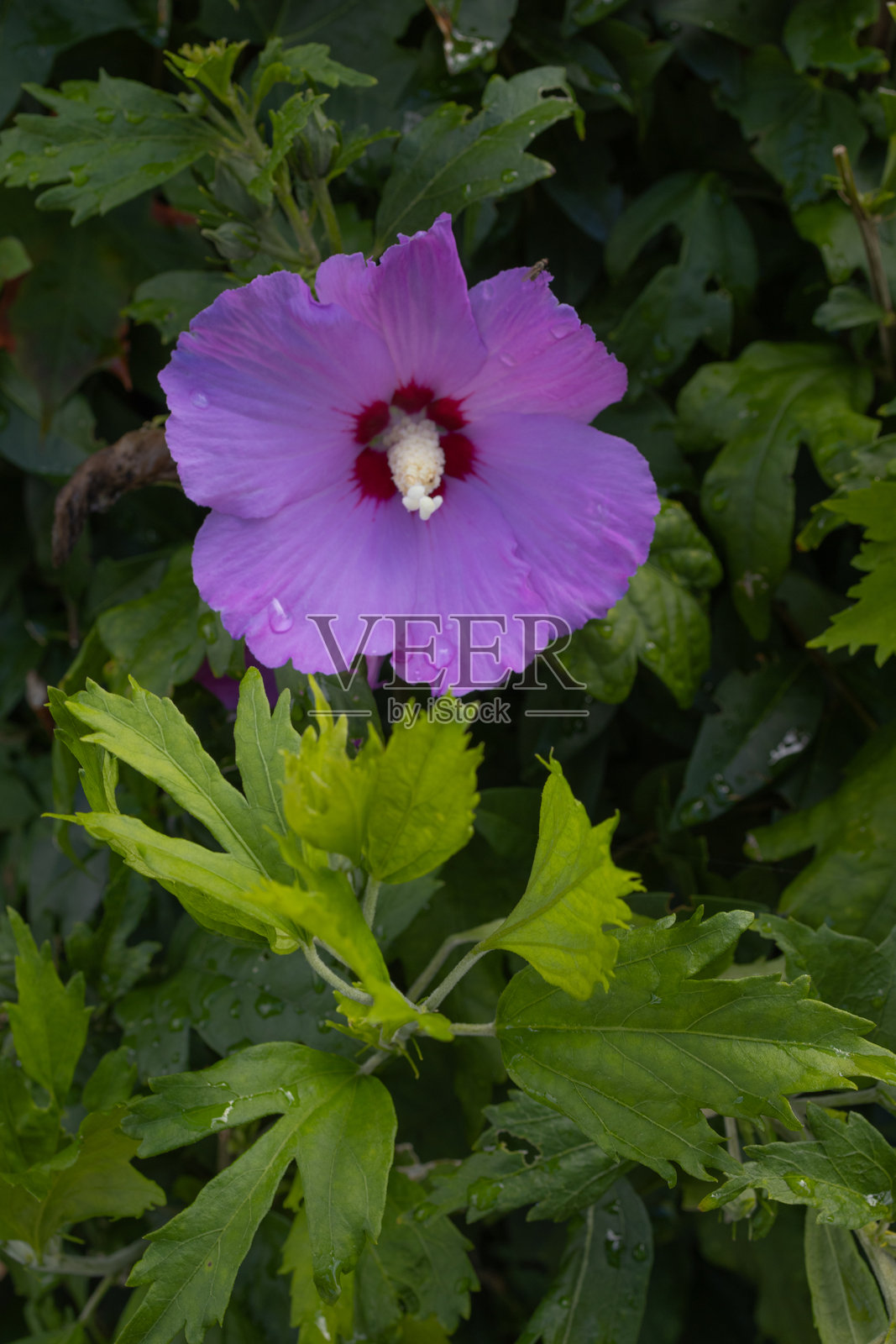 Photowalk Wörtersee 夏季 2025照片摄影图片