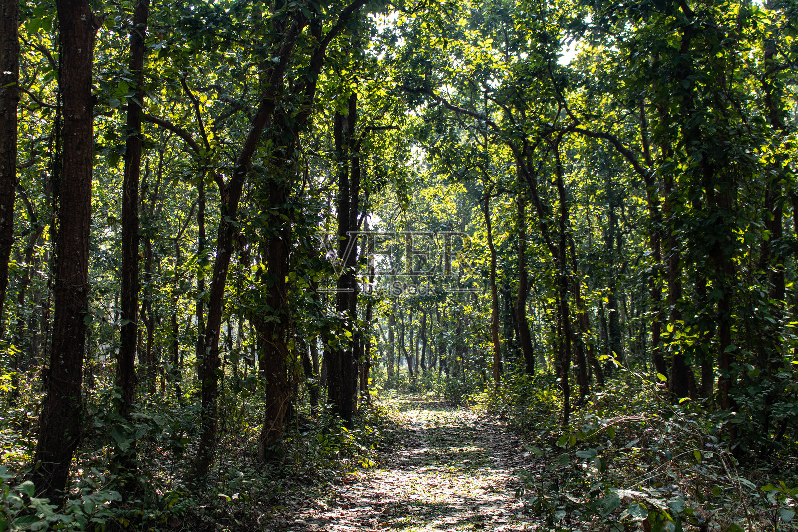 在巴瓦尔国家公园的绿色森林中漫步的小径。照片摄影图片