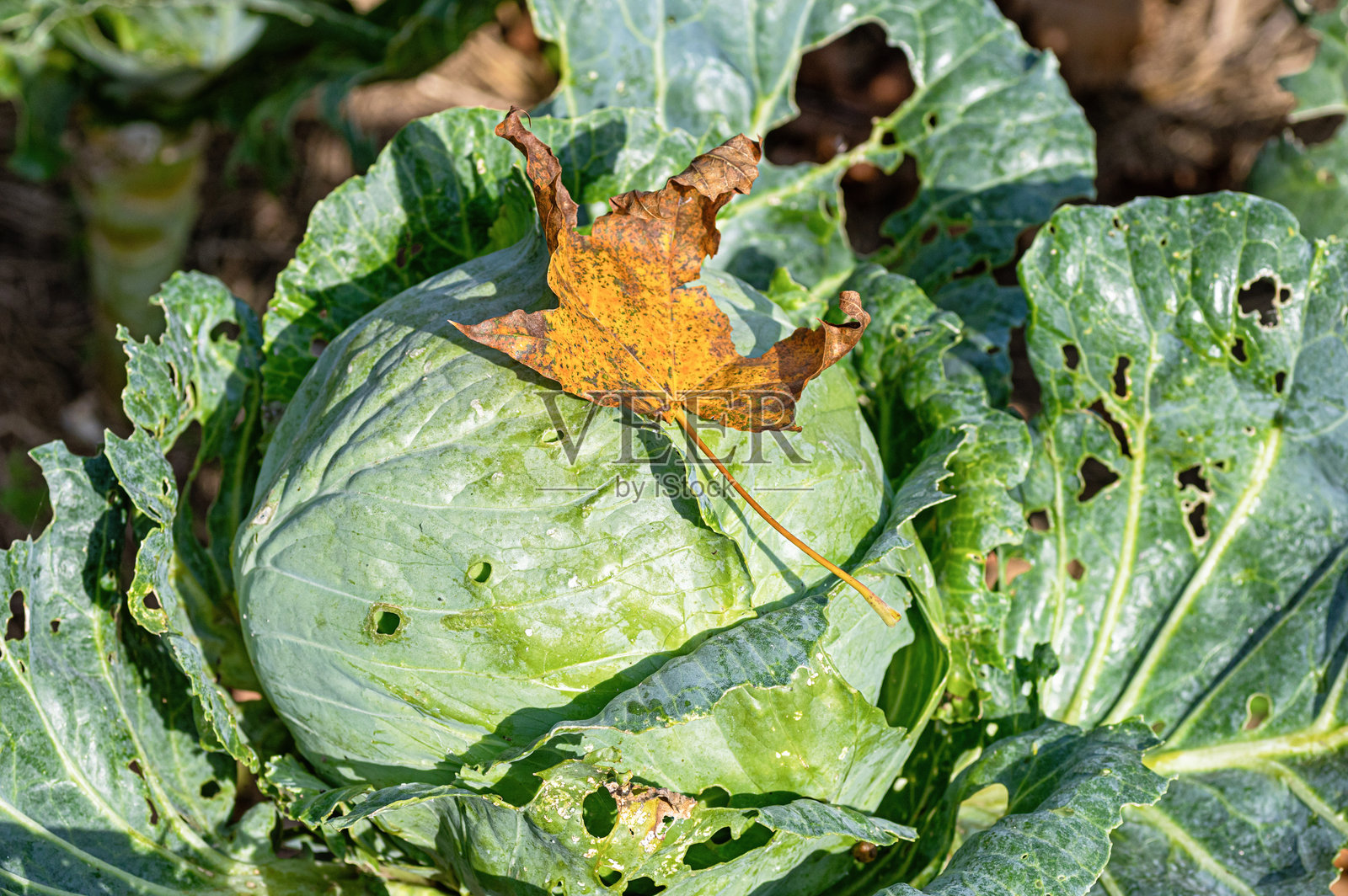 秋季花园中生长的绿卷心菜，外叶上有虫洞照片摄影图片