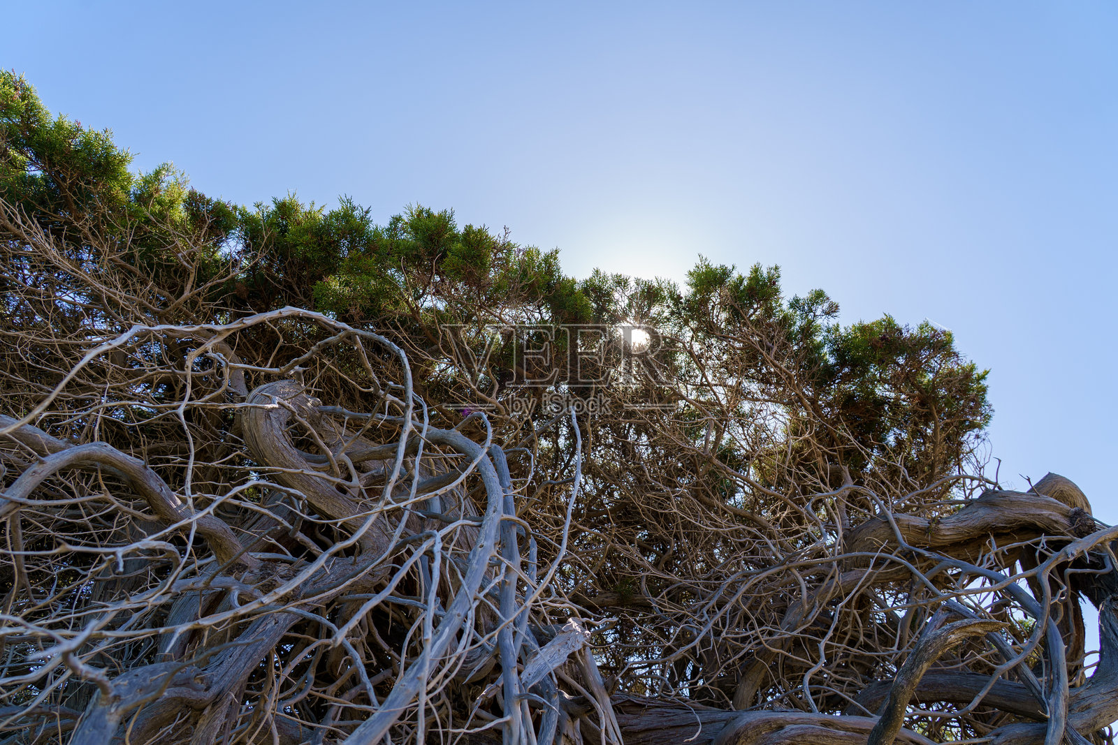 撒丁岛海岸的扭曲杜松树照片摄影图片
