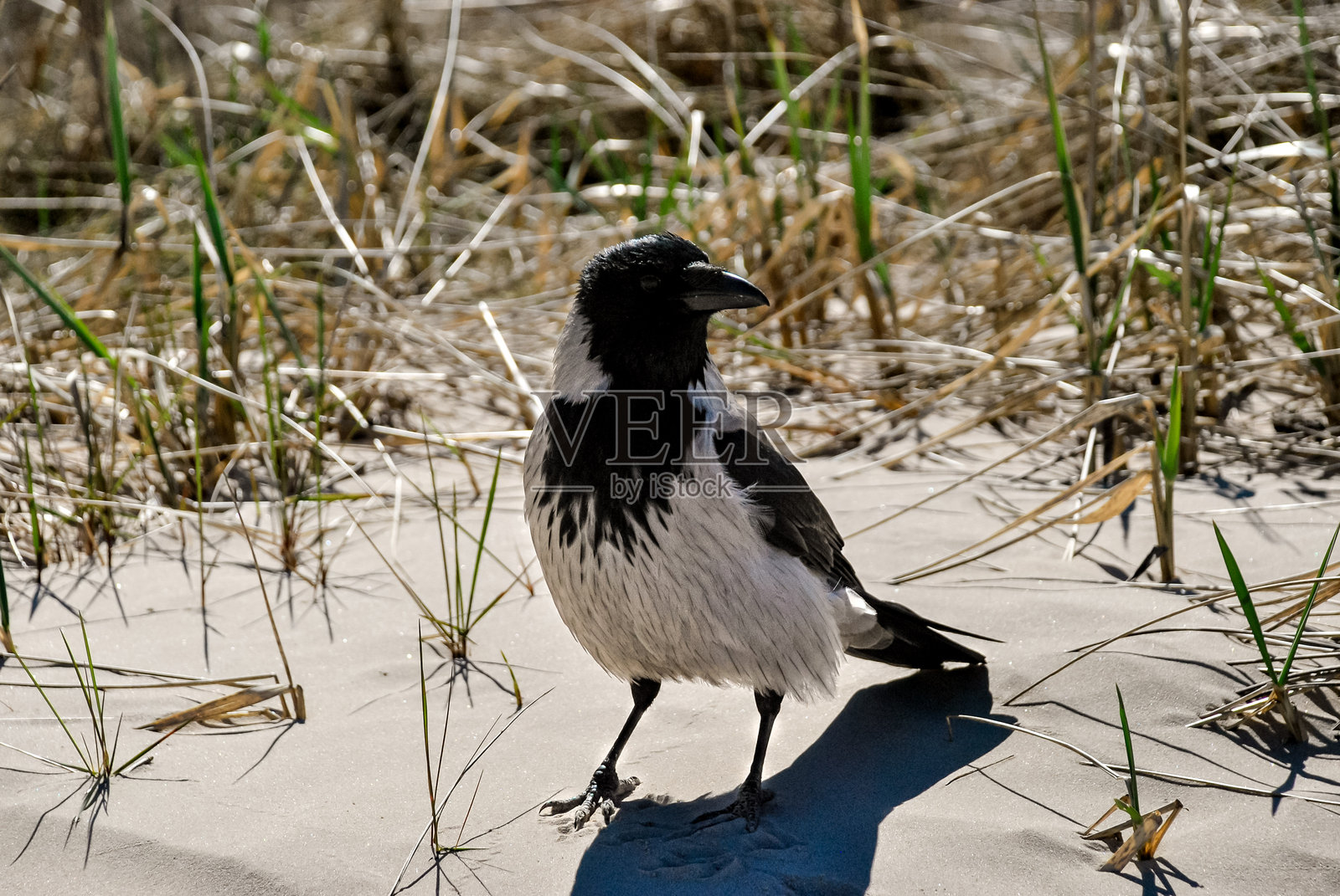 带兜帽的乌鸦在沙滩上，背景有草丛照片摄影图片