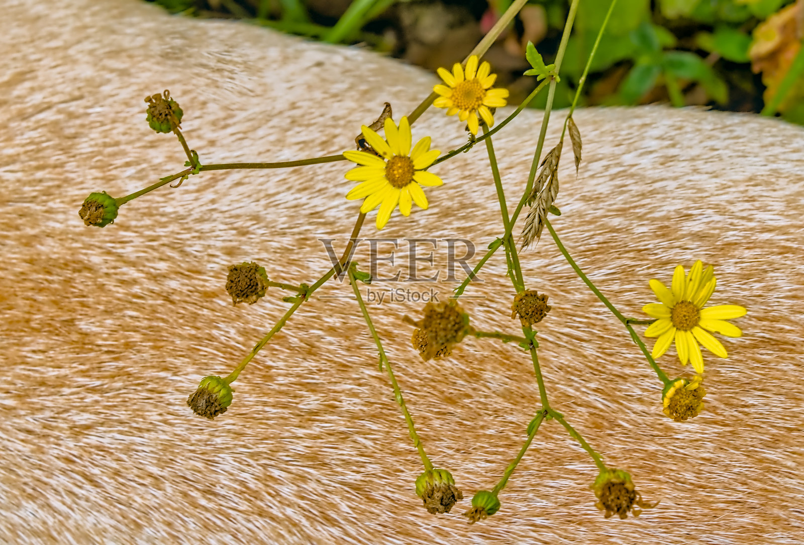 黄色雏菊与狗毛背景照片摄影图片