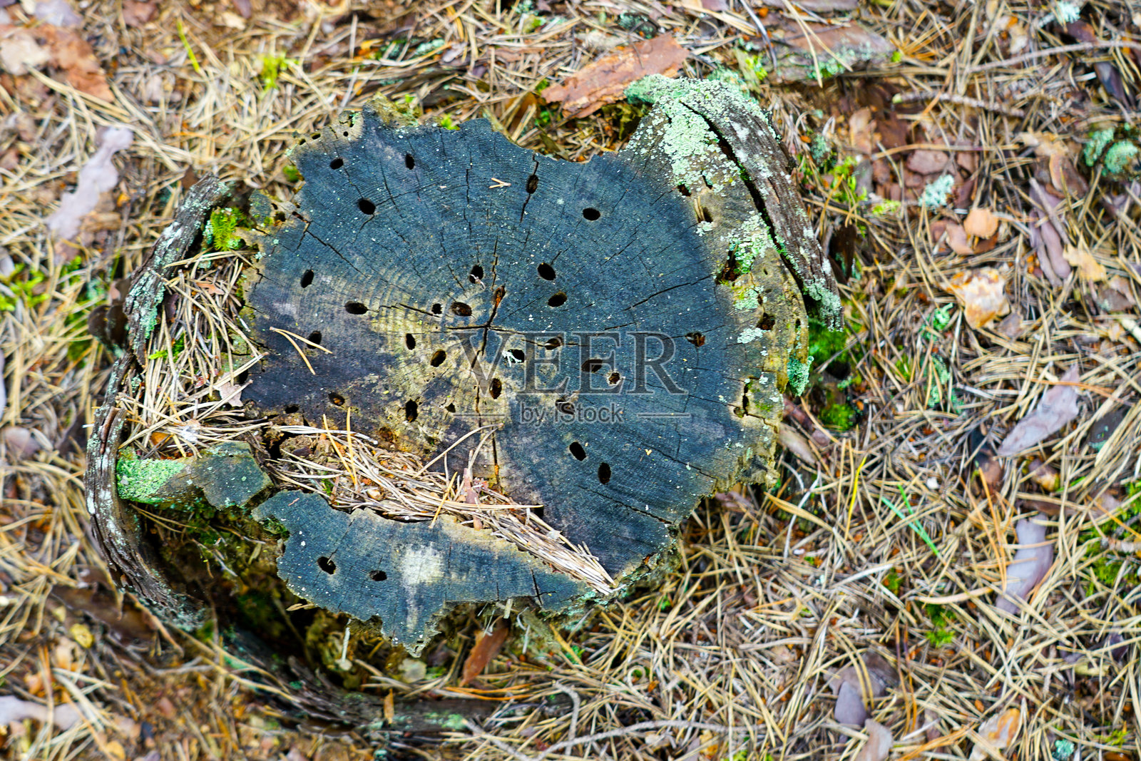 有裂缝、虫洞、苔藓和松针的老树桩，位于森林地面上照片摄影图片