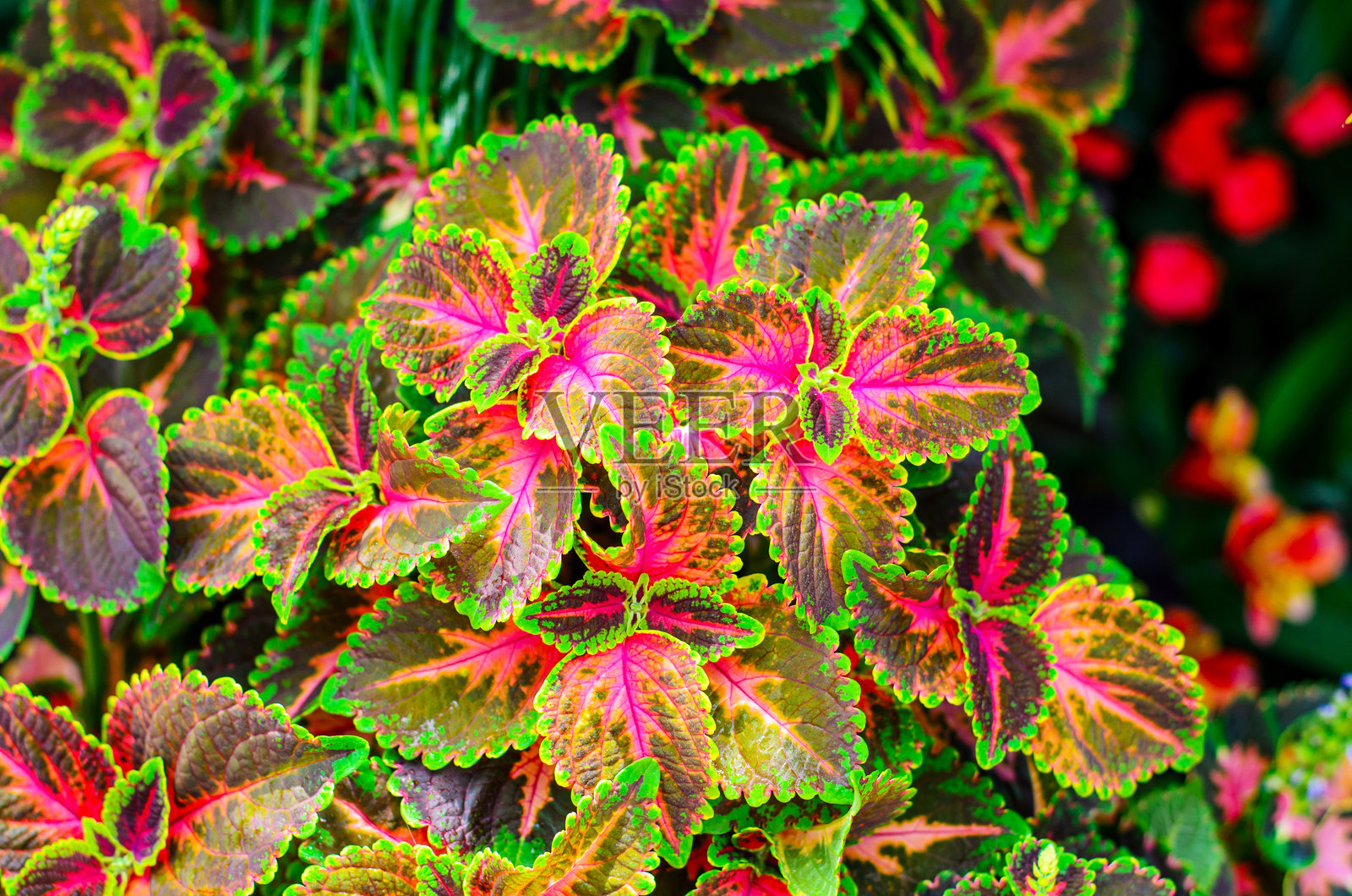 自然花园中色彩斑斓的装饰性叶子，带有鲜艳的粉绿色图案照片摄影图片