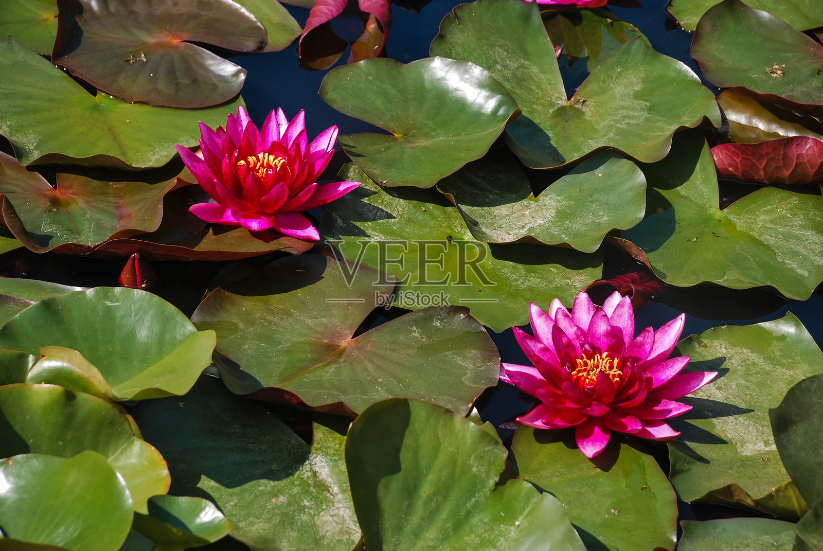 生机勃勃的粉色睡莲盛开在郁郁葱葱的绿叶上，映衬着宁静的池塘。照片摄影图片