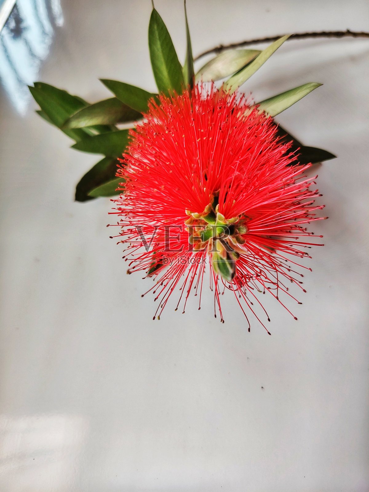 红色瓶刷花在树上照片摄影图片