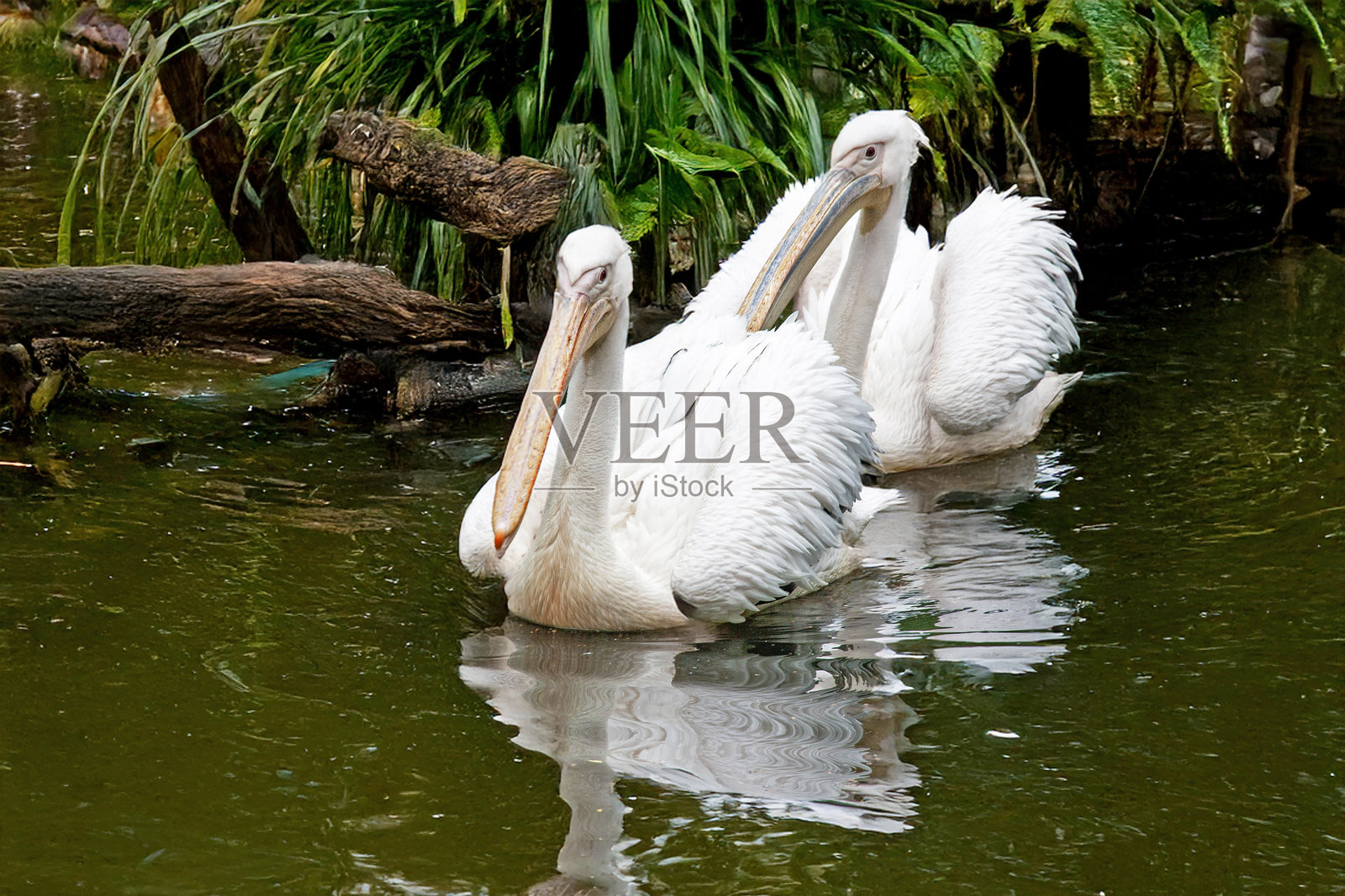 鹈鹕照片摄影图片