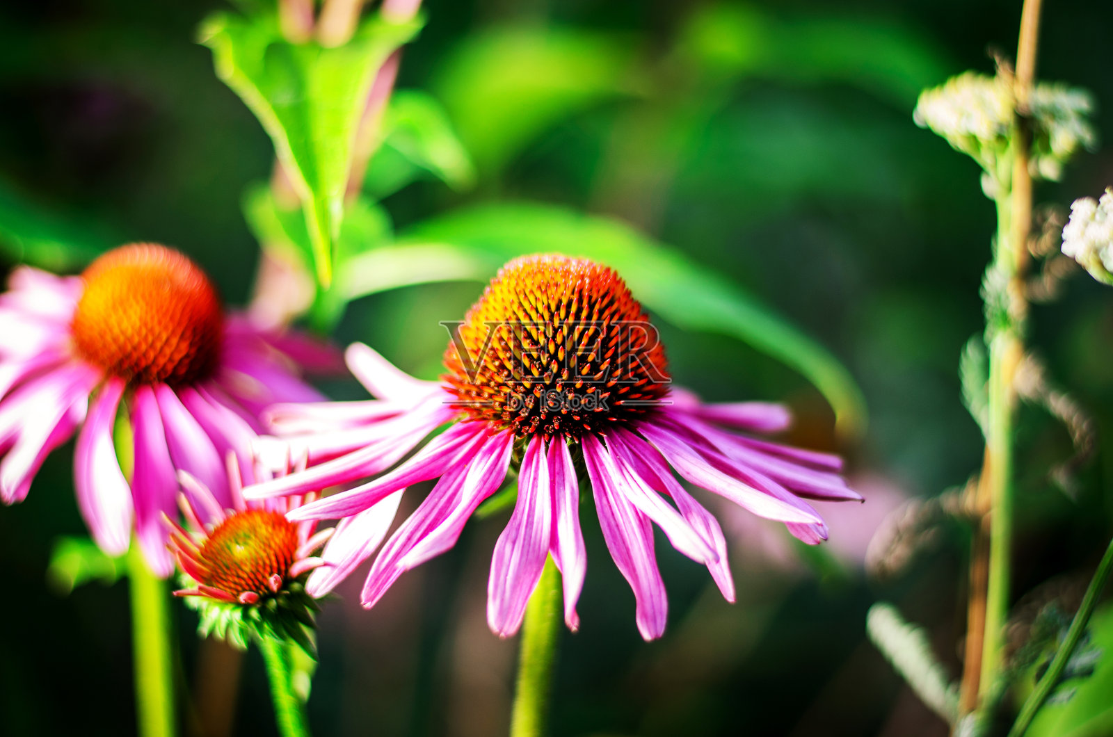 盛开的粉色锥花，橙色花心，背景为绿色自然景观照片摄影图片