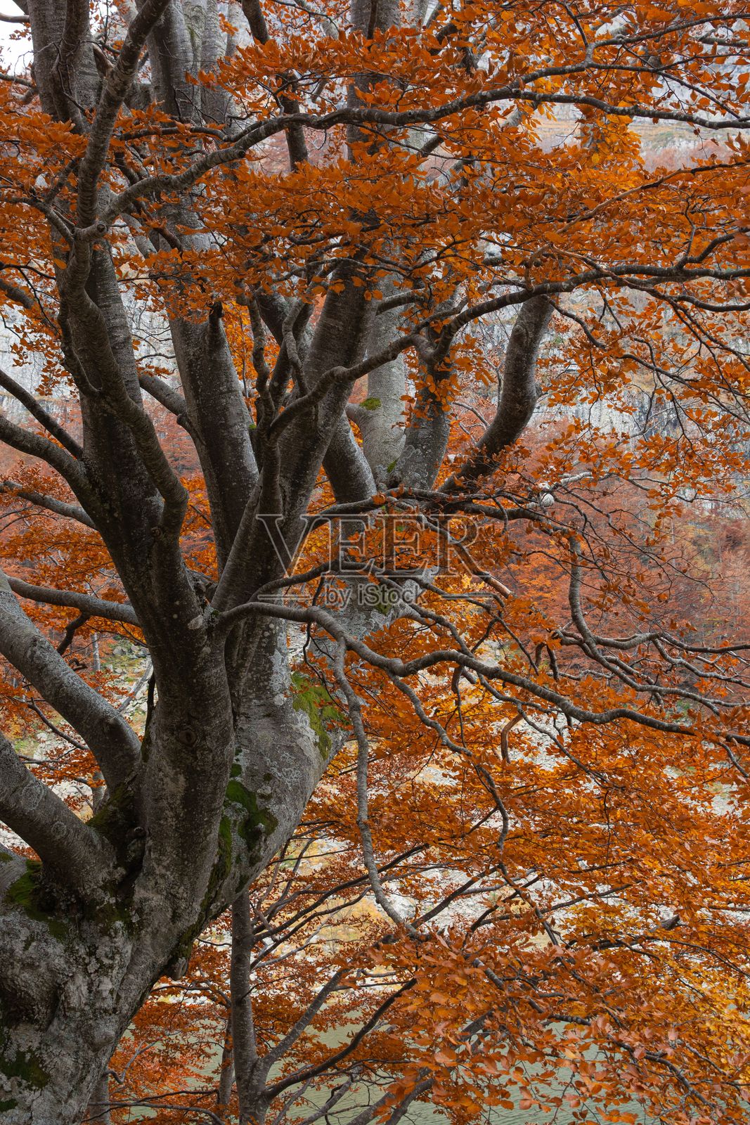 秋天树上的五彩斑斓的橙色叶子。照片摄影图片