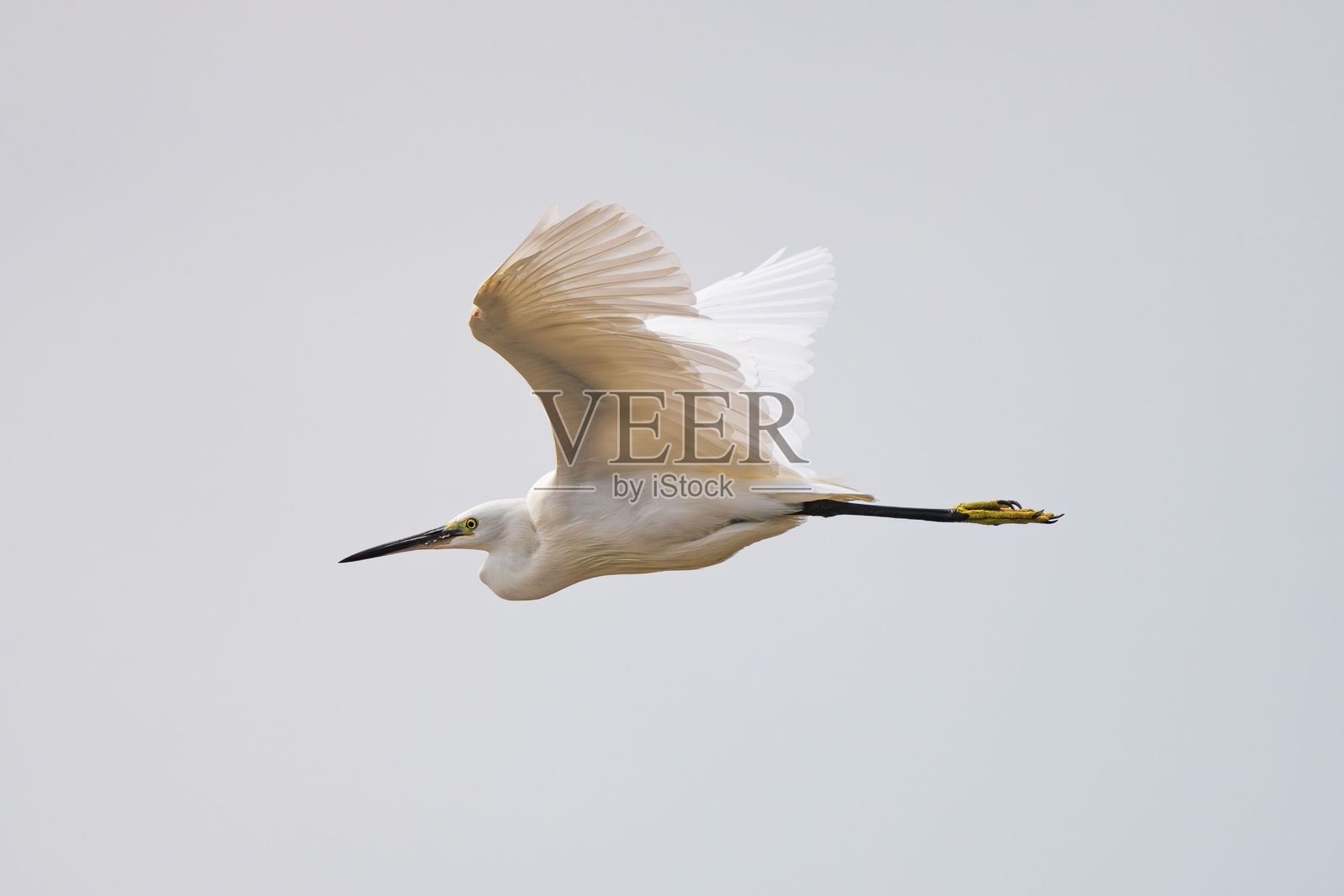 优雅的白鹭在飞翔照片摄影图片