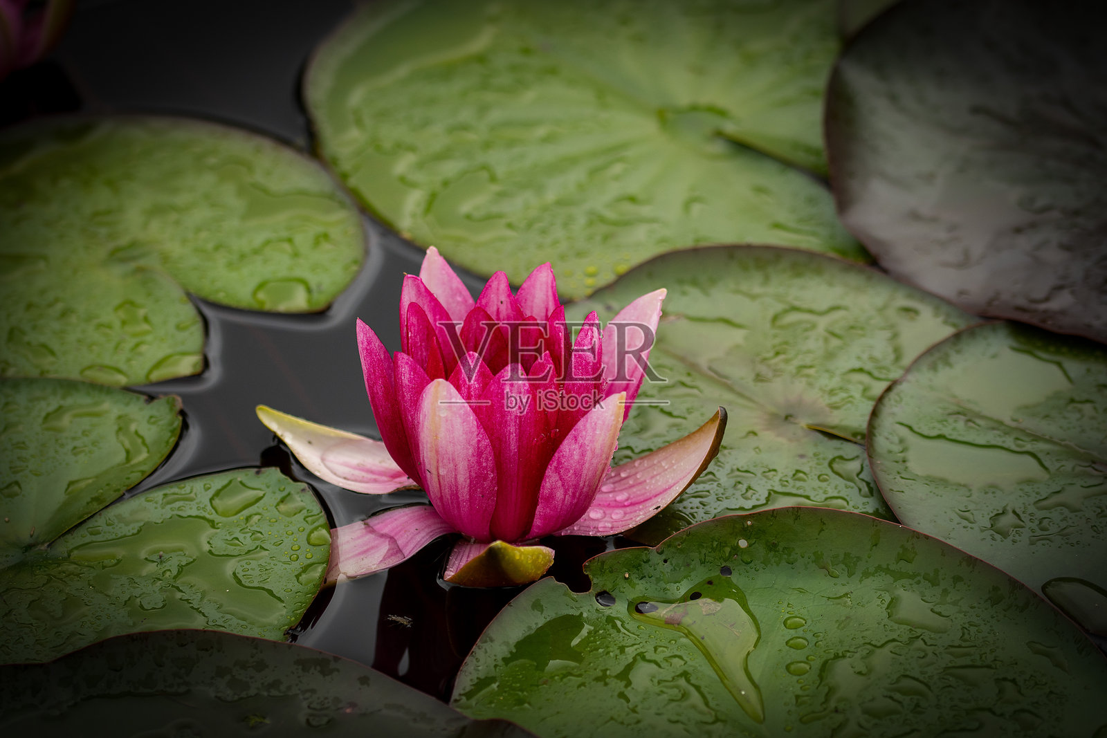 睡莲照片摄影图片