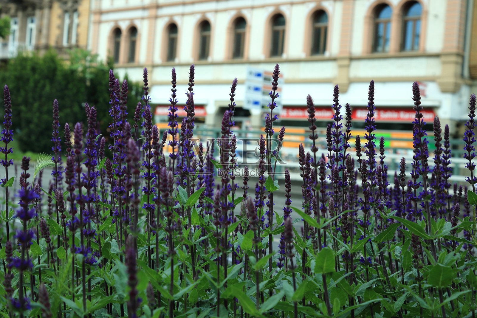 紫色花穗的鼠尾草在城市建筑前景中盛开照片摄影图片