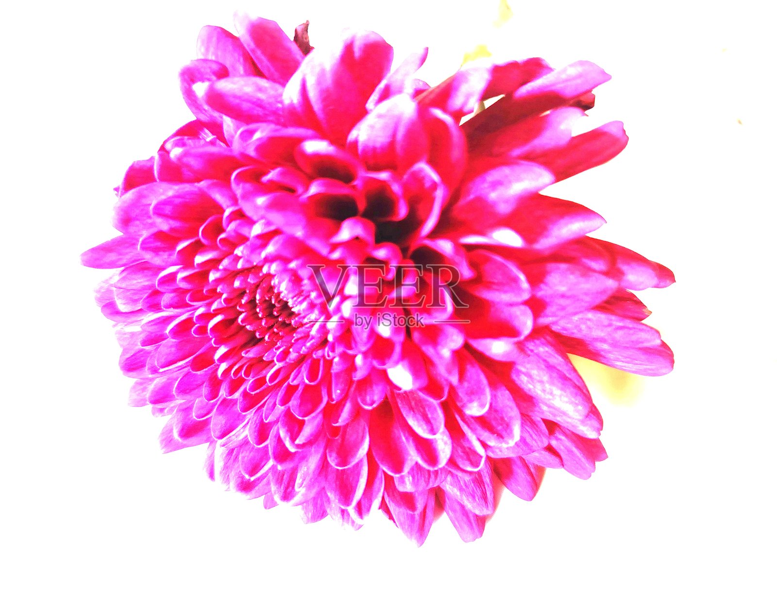 鲜艳的红色菊花照片摄影图片