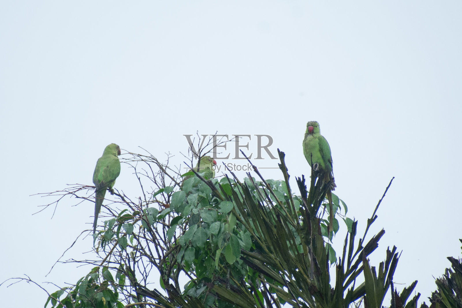 五彩斑斓的绿色鹦鹉栖息在花园树上照片摄影图片