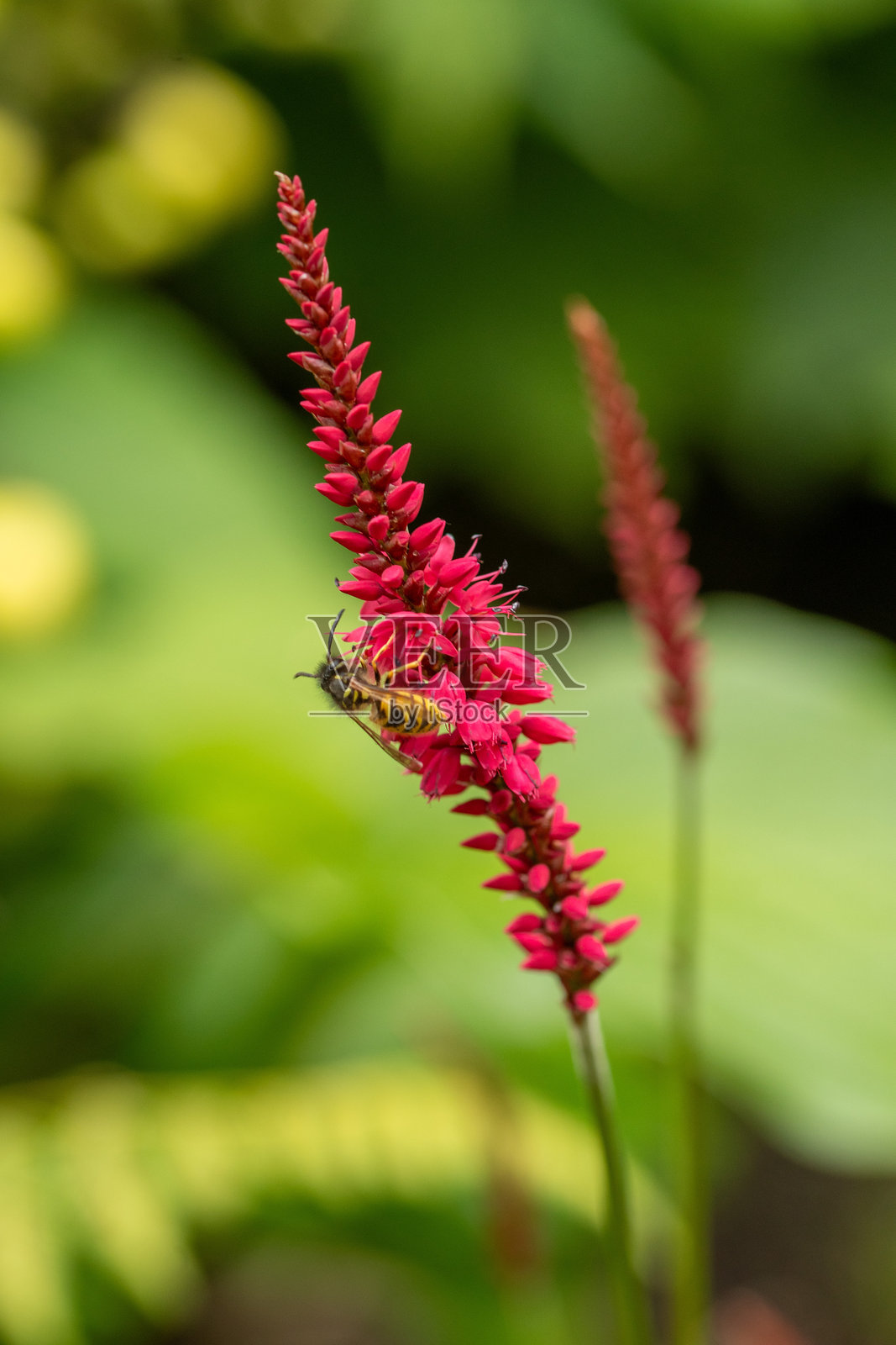 蓼属照片摄影图片