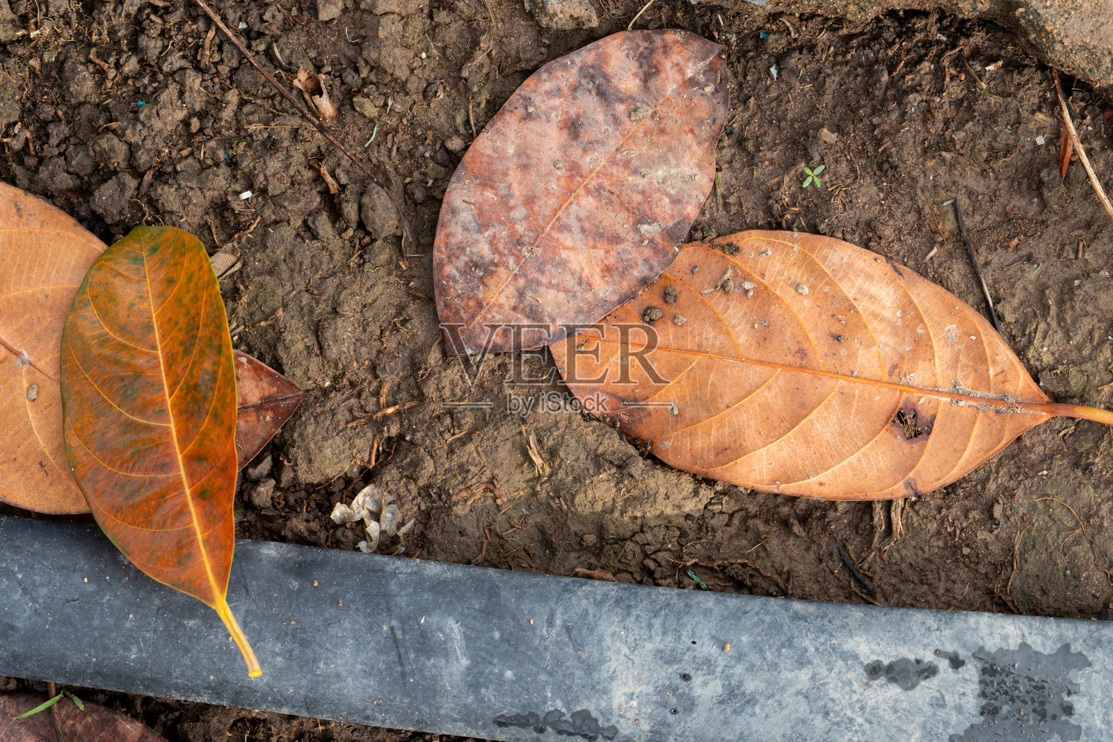 秋季概念的平铺图，五彩斑斓的干榴莲叶子在黑色土壤上，旁边是一根黑色塑料管，位于一个乡村花园中。照片摄影图片
