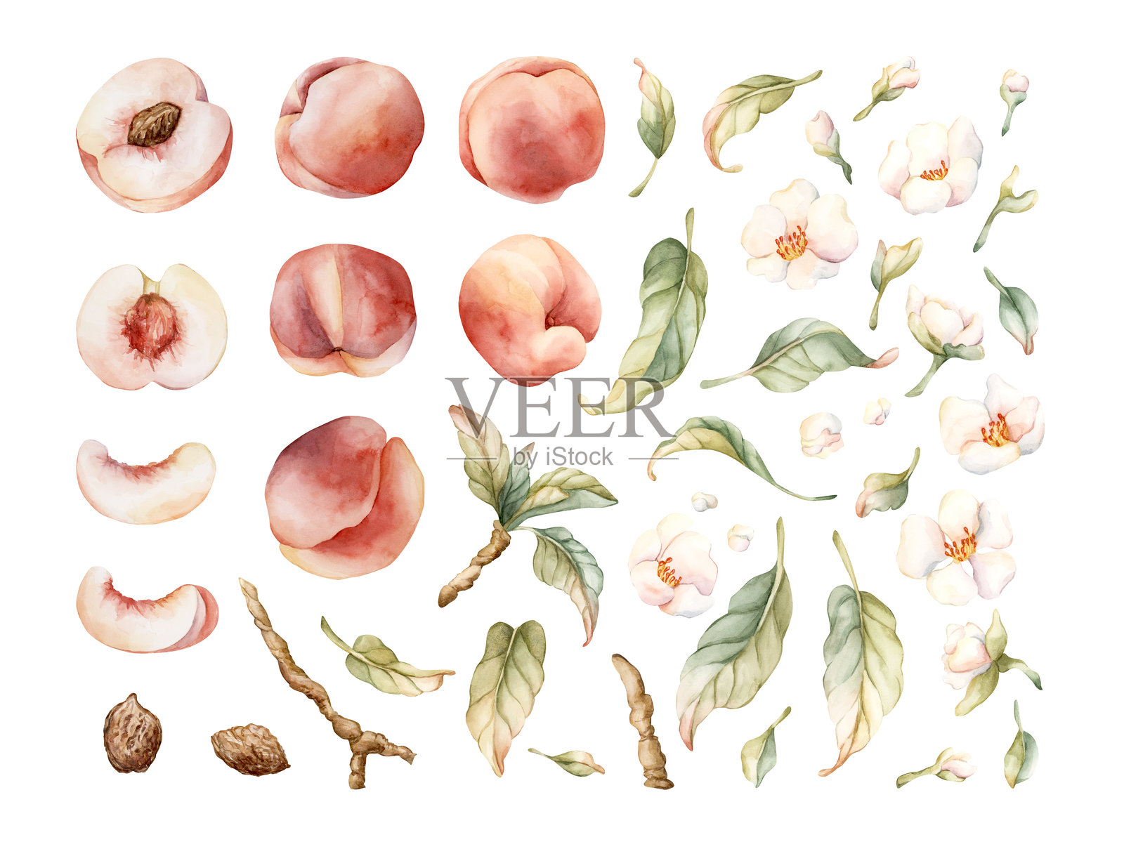 桃子与花朵、叶子、树枝、春天盛开的组合插画图片素材